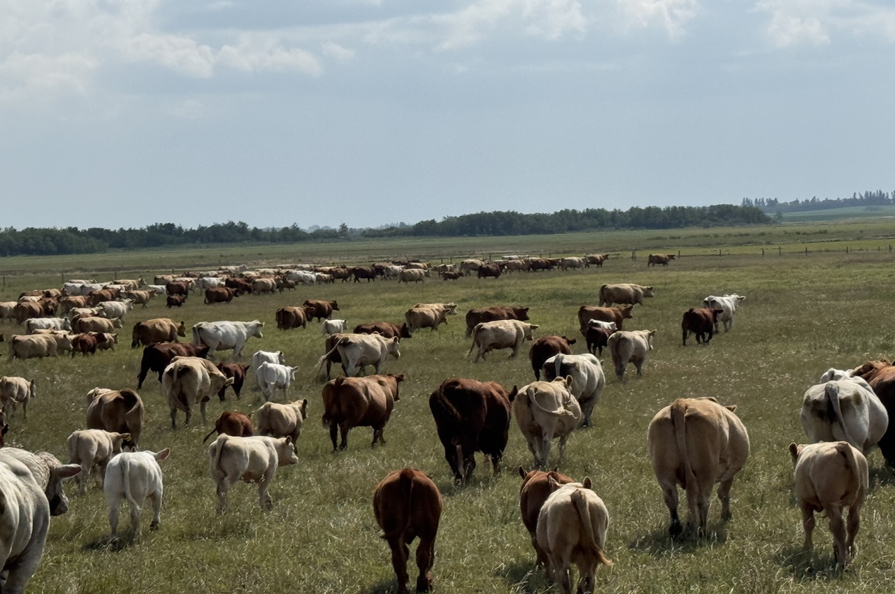 troupeau de bovins s'éloignant dans un champ herbeux