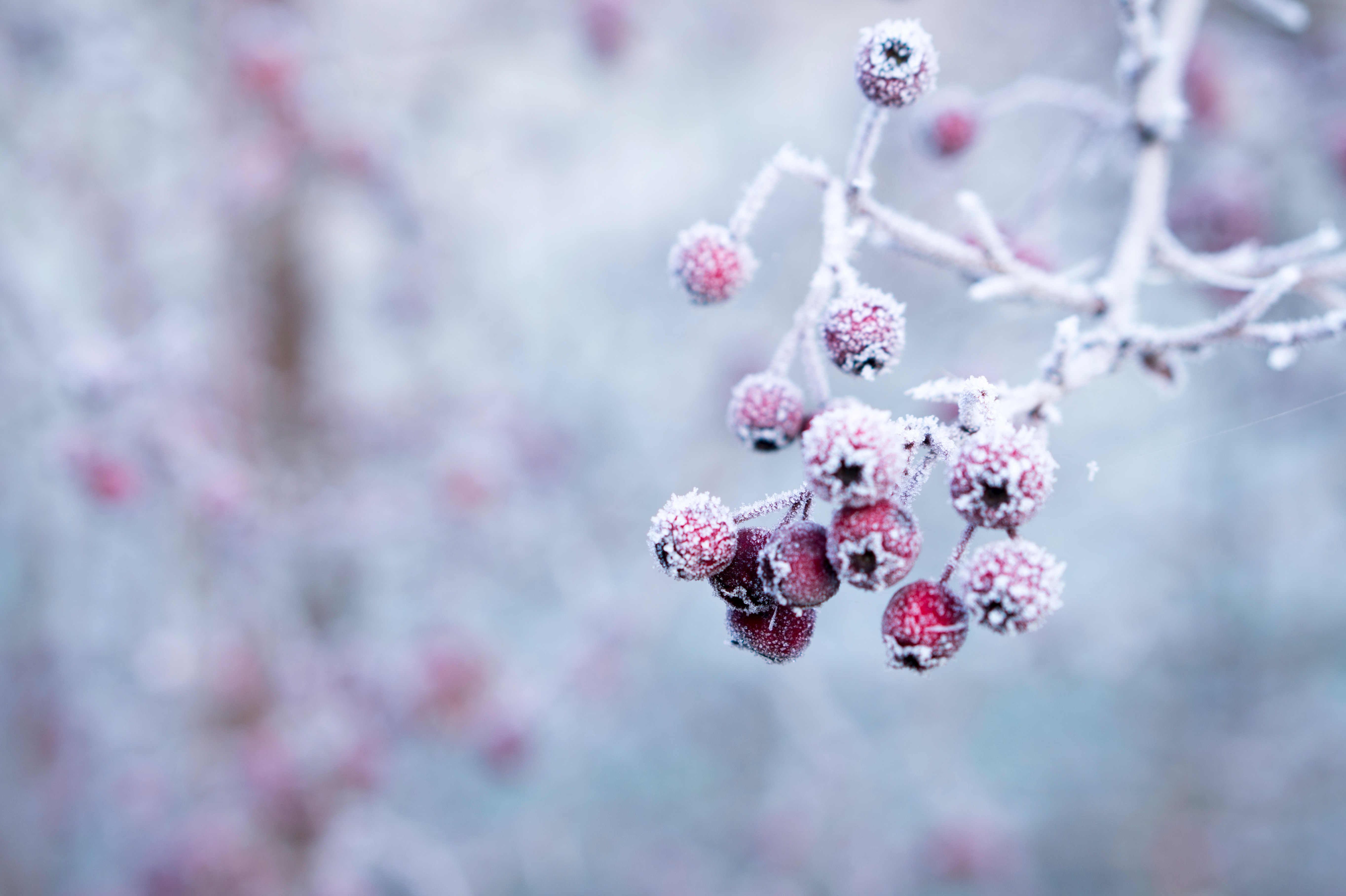 frosted berries