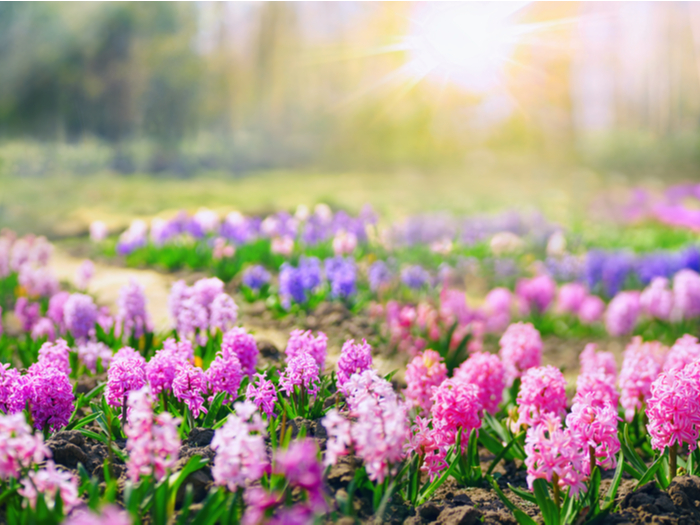 Spring Hyacinth Field