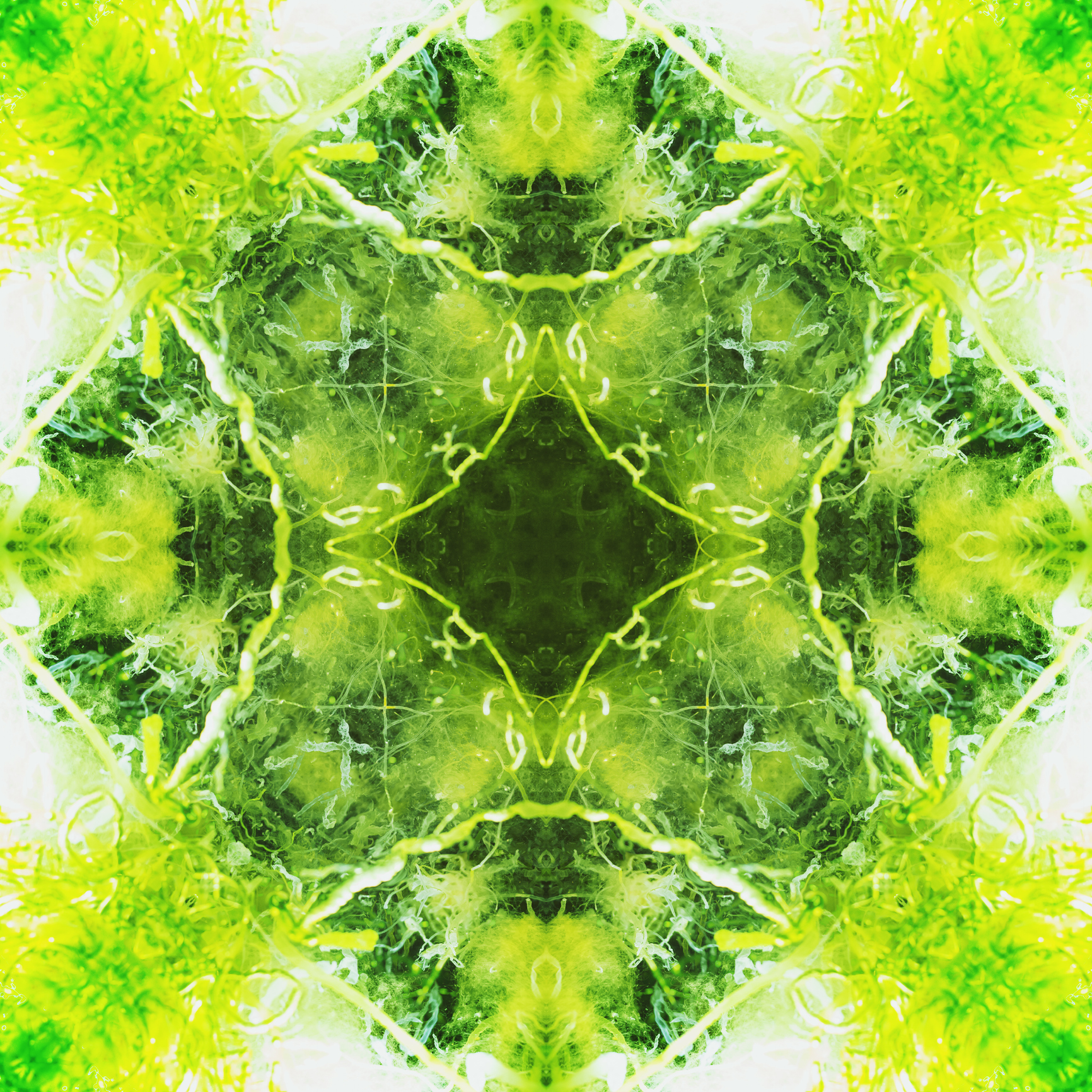 A kaleidoscope image of a symmetrical pattern in various shades of green.