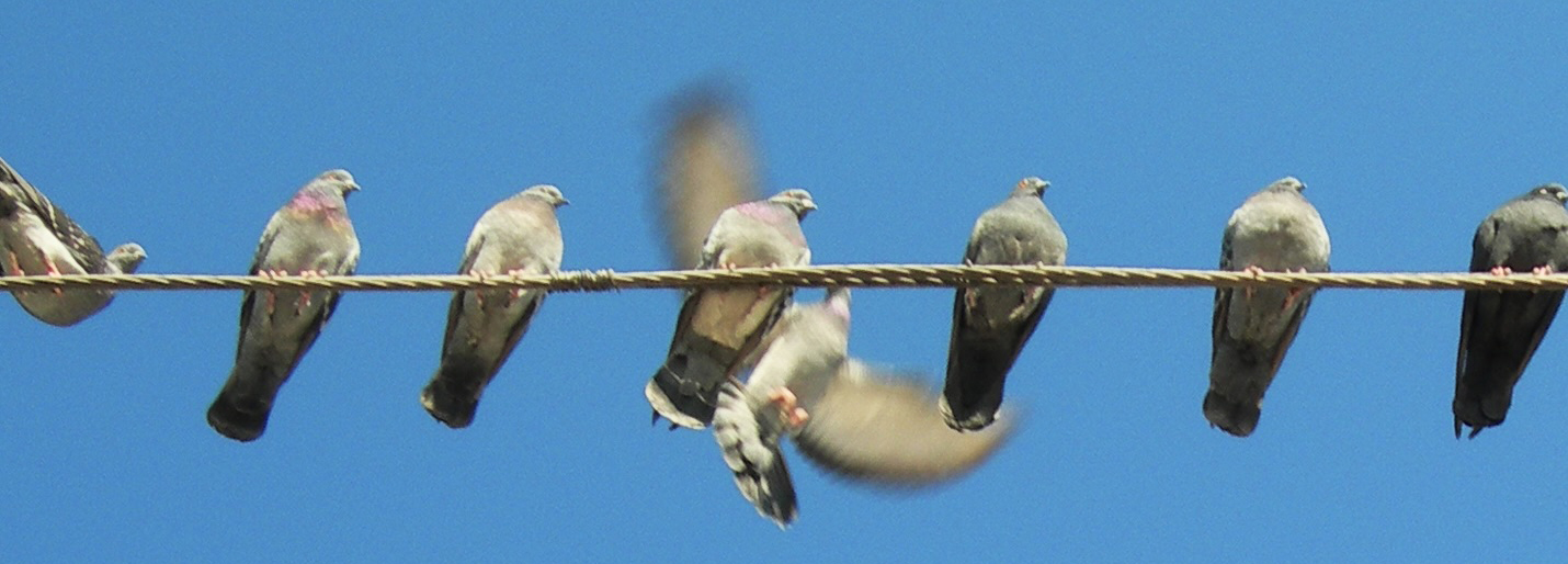 Birds