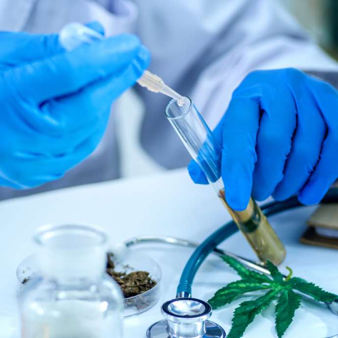 A lab technician takes a cell sample from a cannabis leaf with a syringe