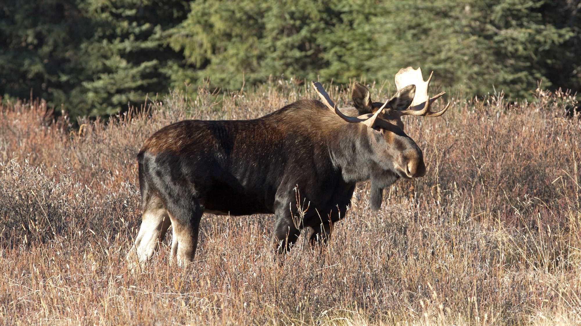 A moose in a field