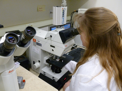 A researcher works with a microscope