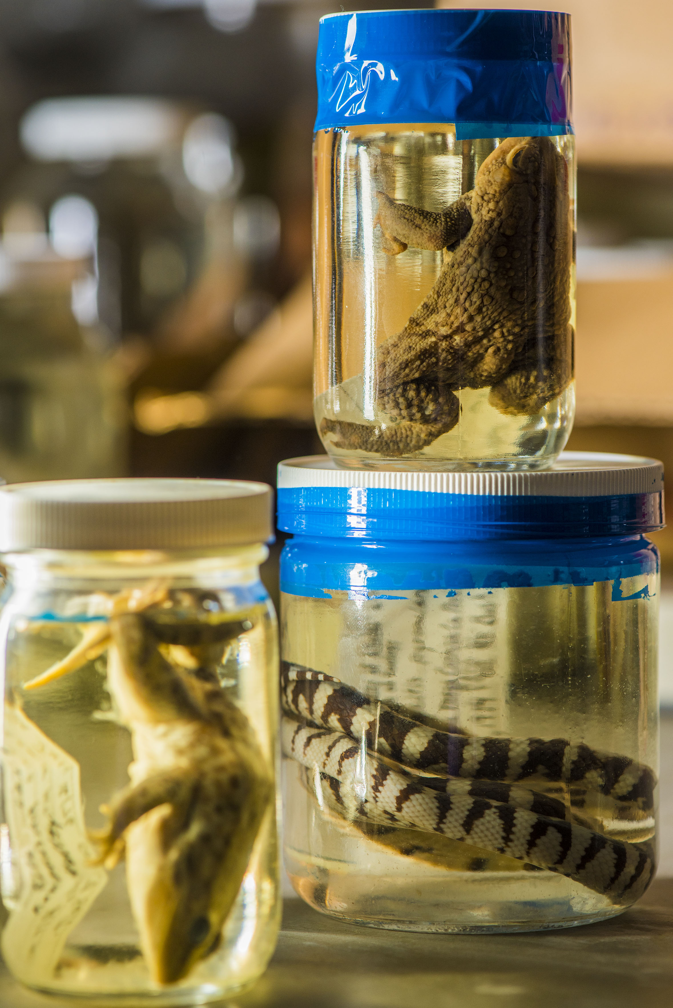 Three stacked jars of individually preserved specimens, containing two frogs and one snake, that are sealed with blue tape.