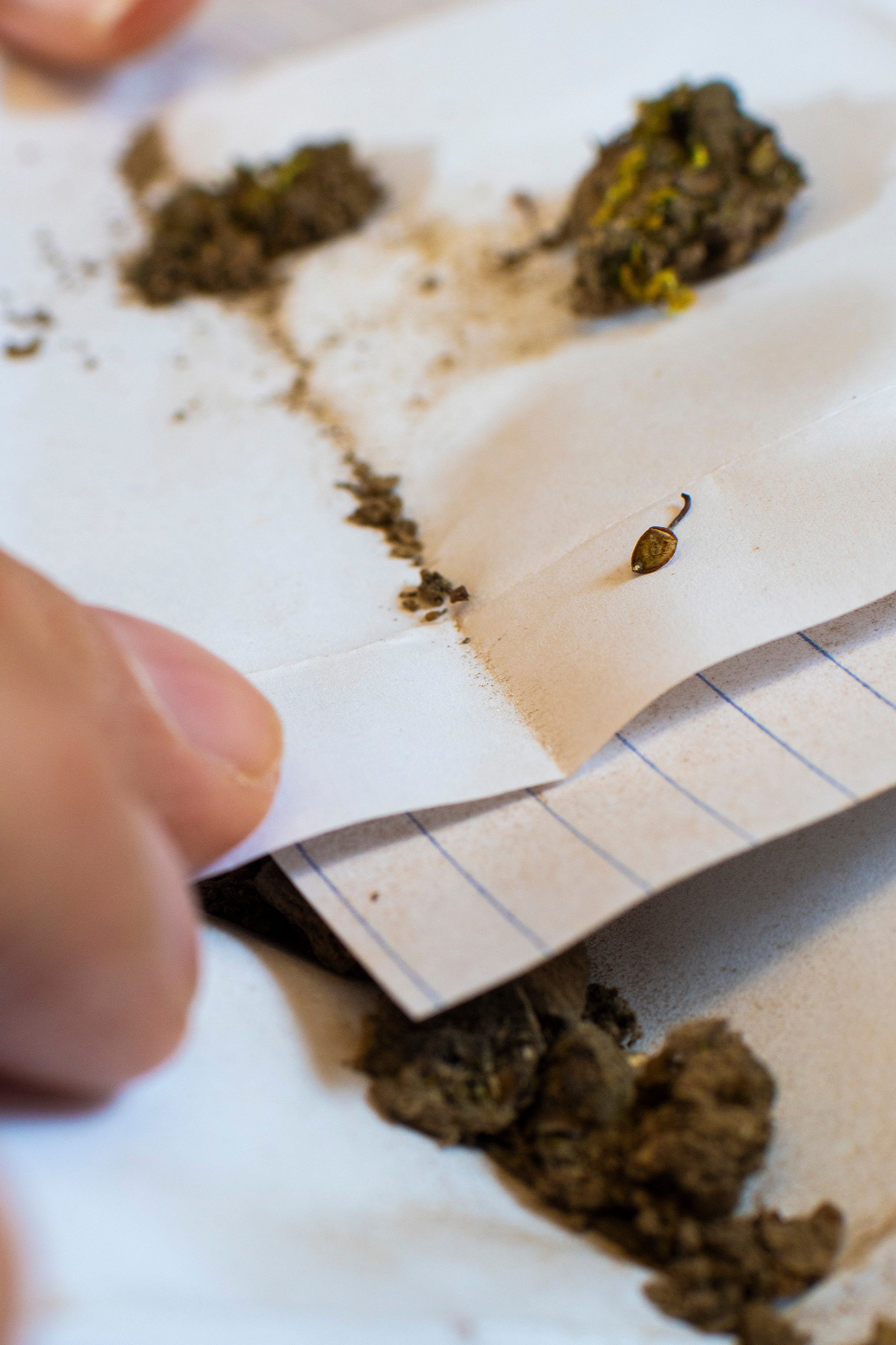 Plant specimens in clumps of dirt held in a folded crevice of a white piece of paper.