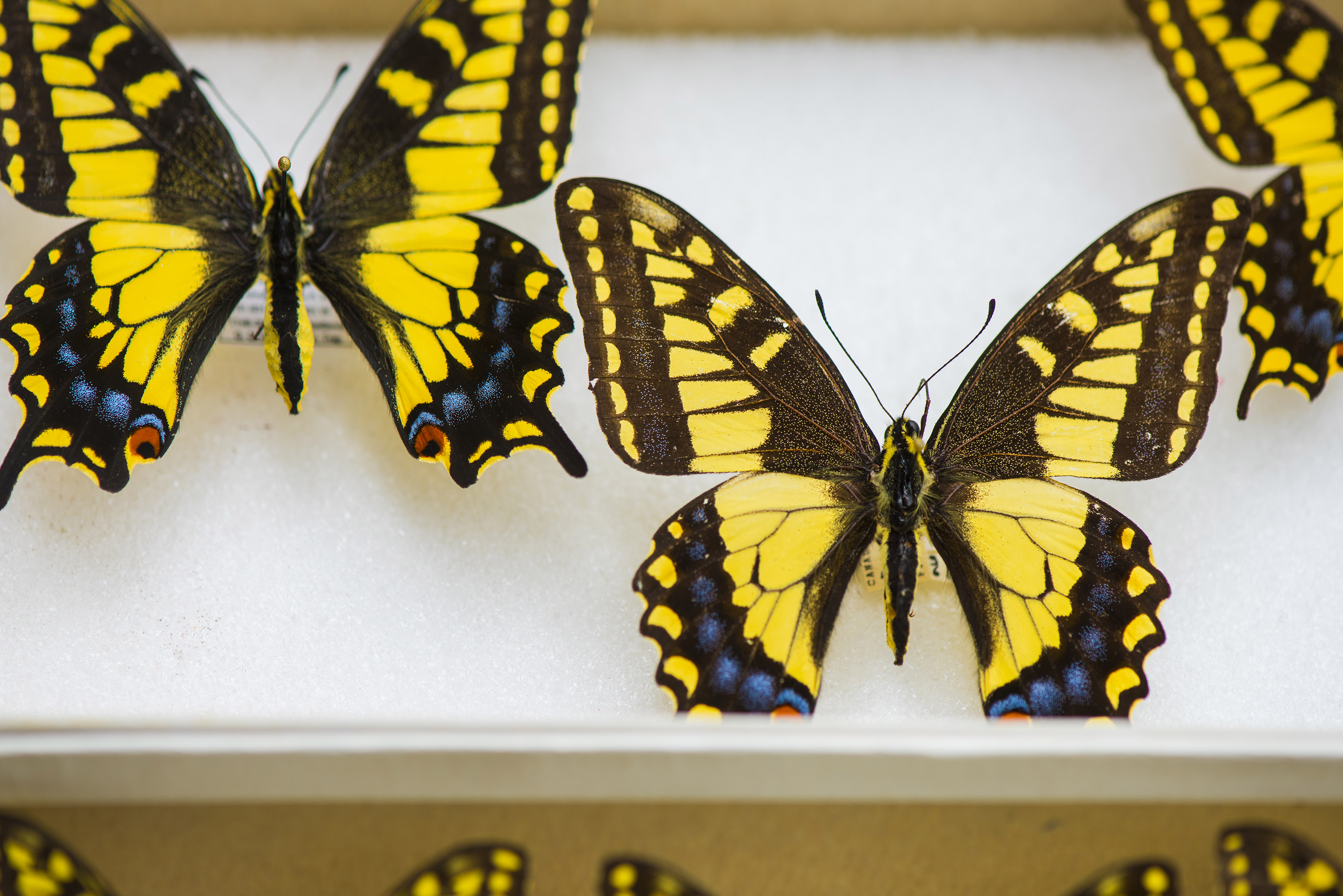 Swallowtail butterfly specimens pinned on a white board.