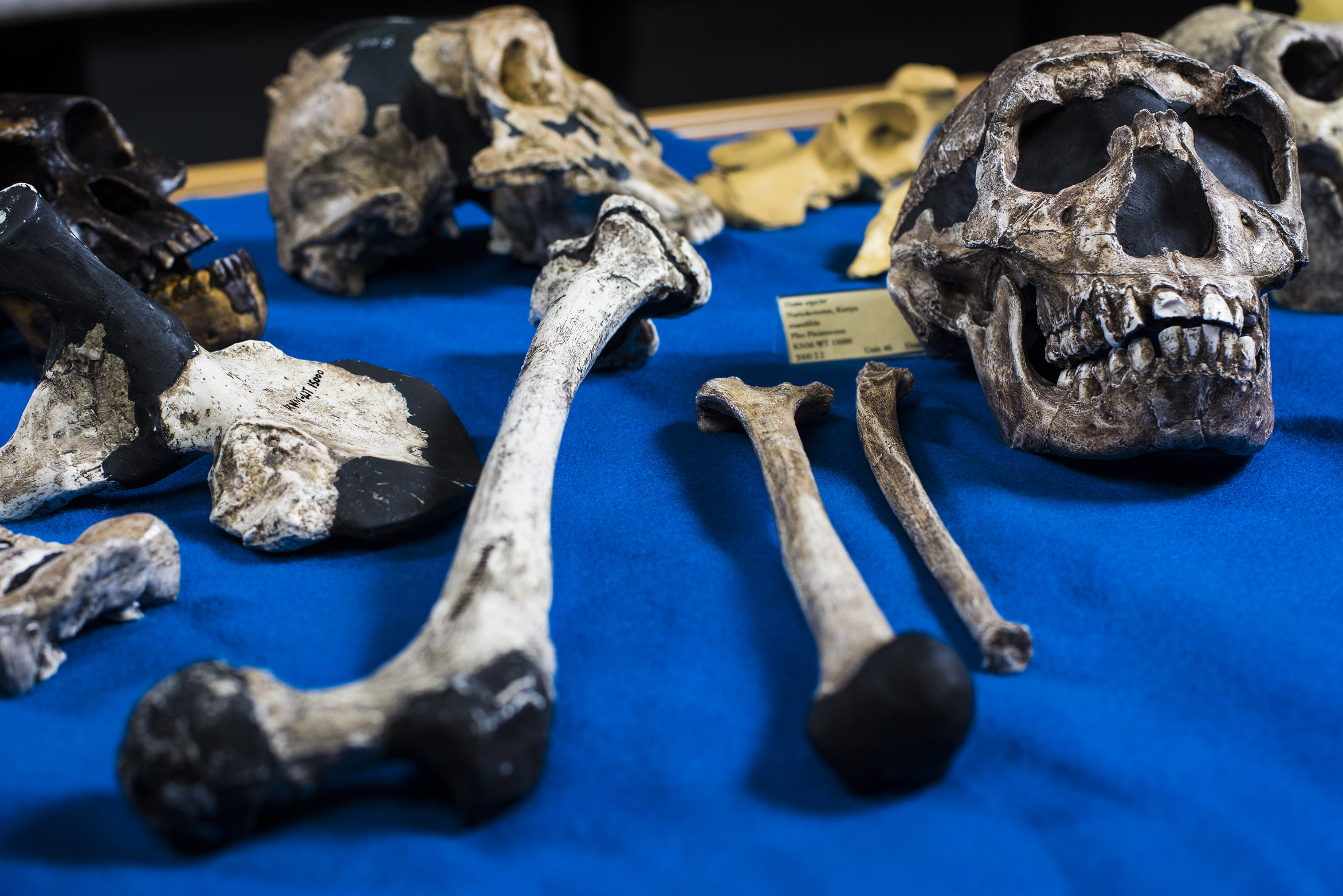 Casts of hominid bones and skulls displayed on a royal blue table.