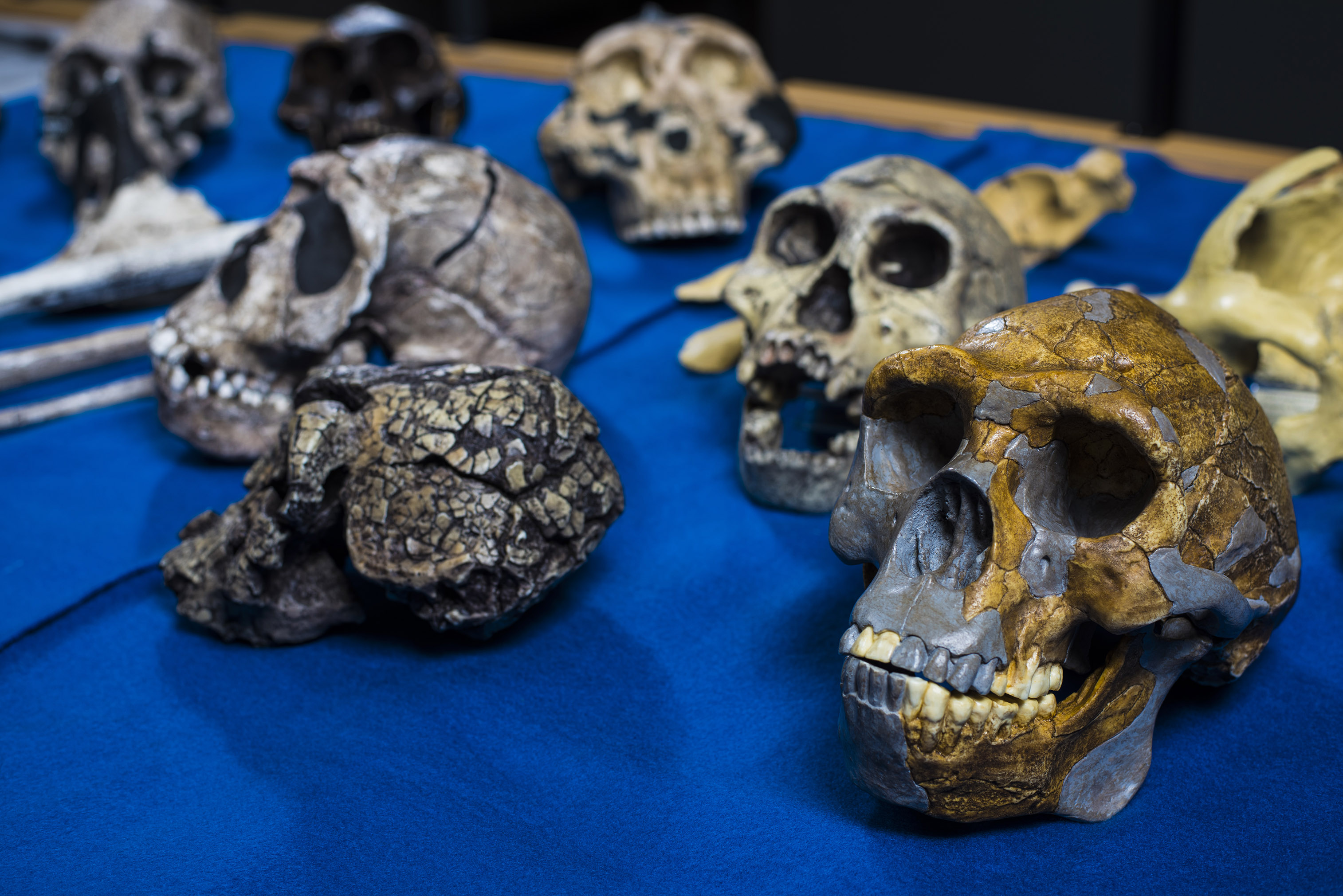Dark grey and gold casts of fragmented hominid skulls as displayed on a royal blue table.