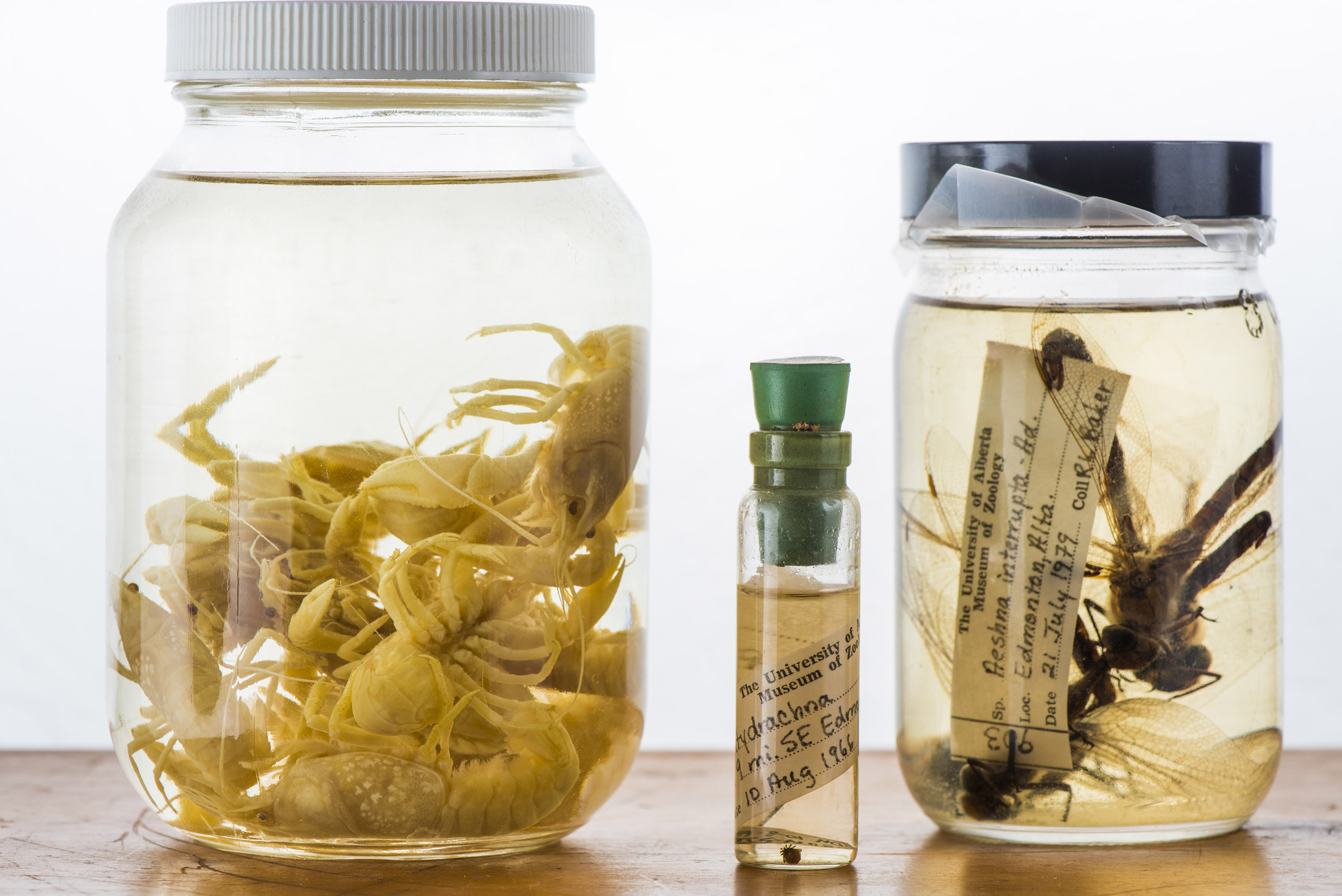 One large jar, one medium jar, and one small tube of preserved freshwater invertebrate specimens.