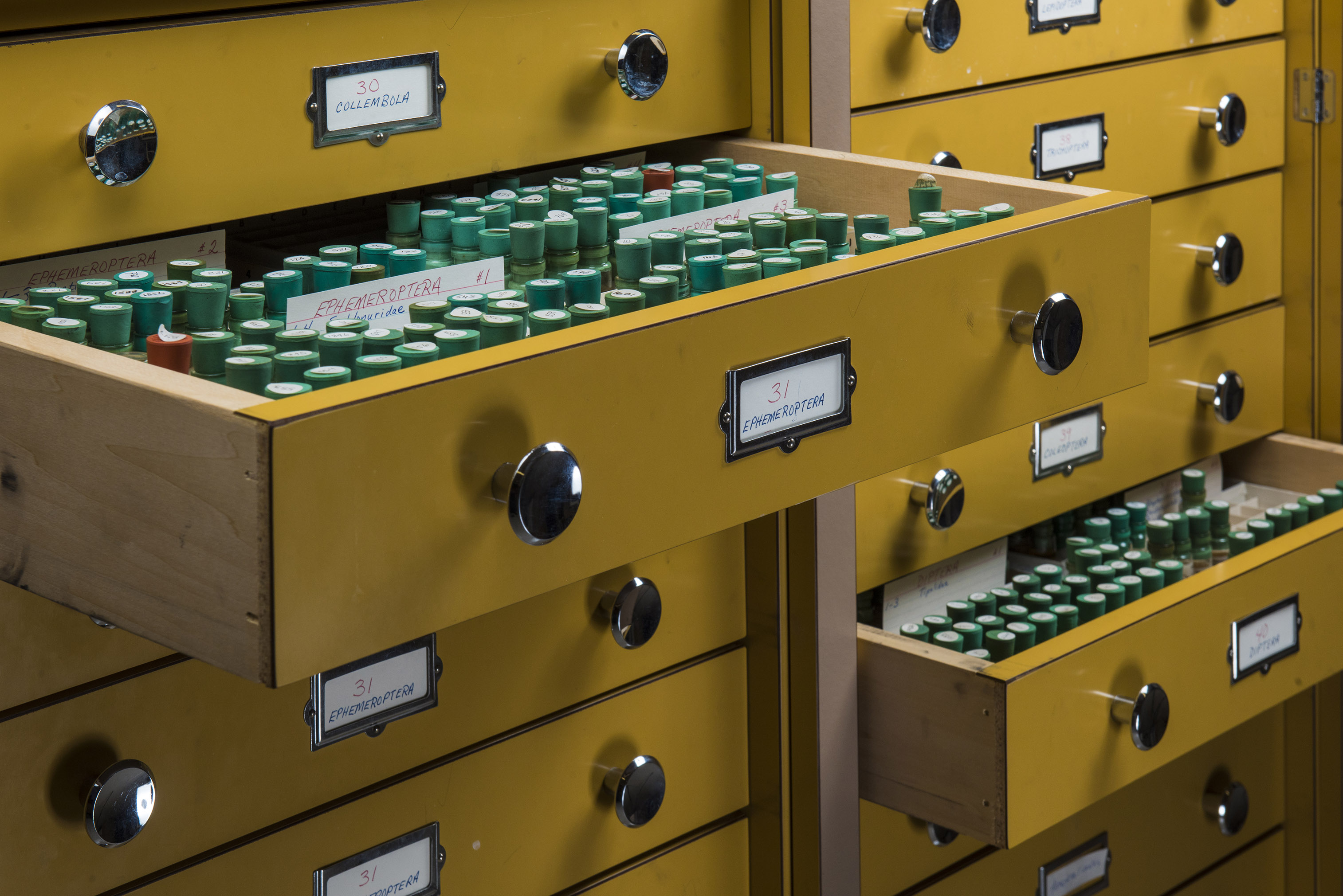 Small, green-capped tubes of preserved specimens fill two extended drawers from labeled wooden cabinets.