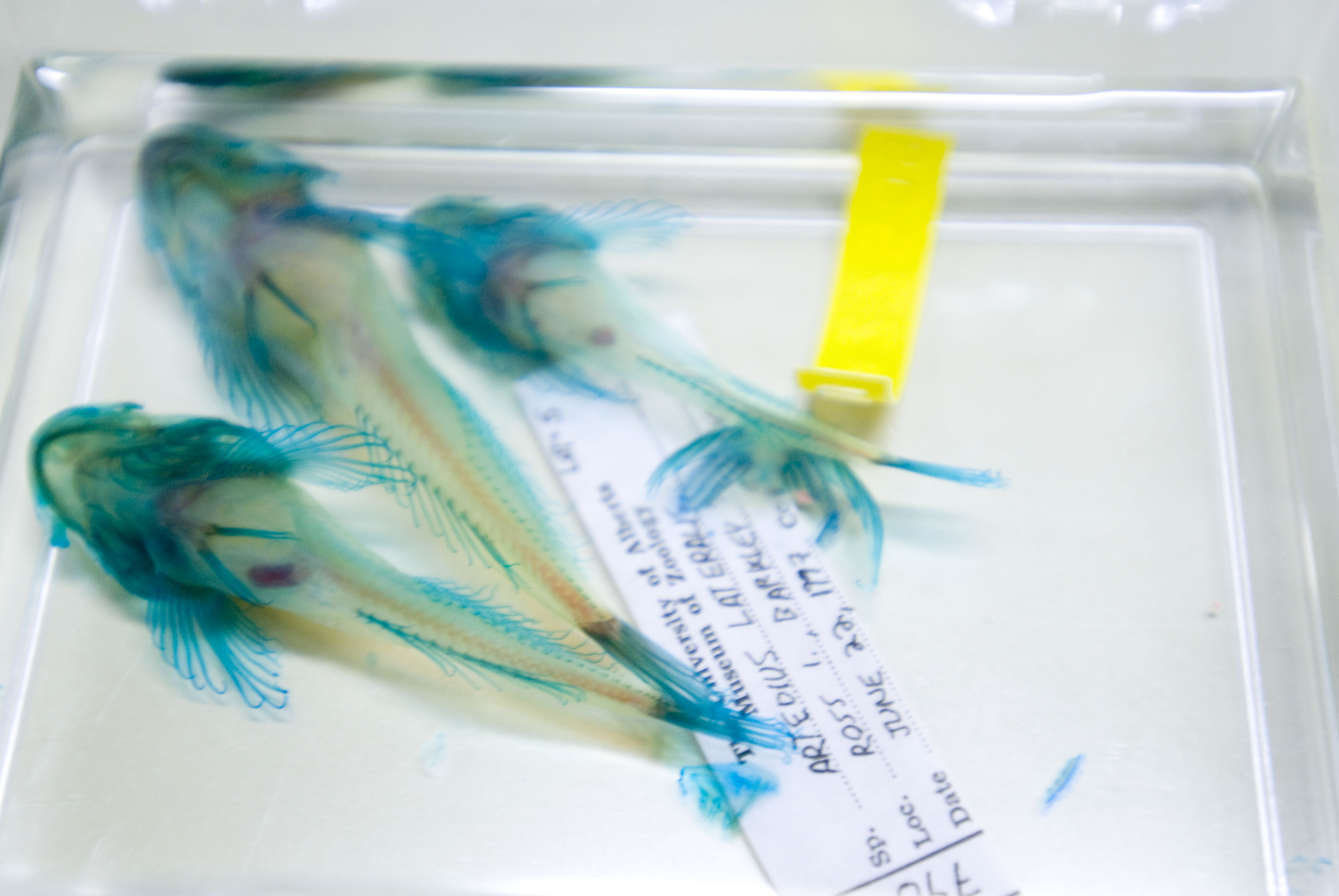 Three preserved fish specimens, with stained turquoise skeletal structures.