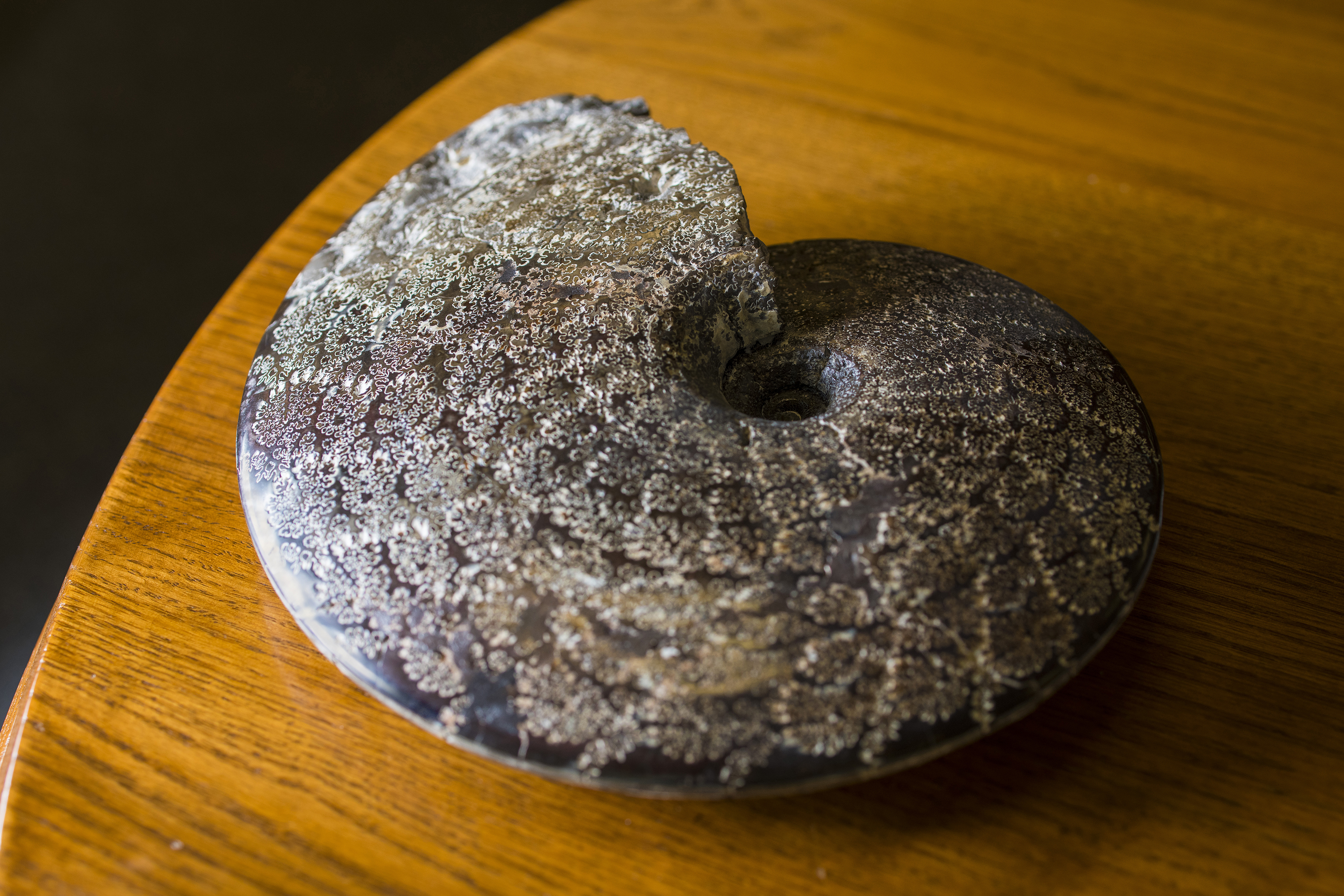 Rounded circular fossil with a hollow centre, two overlapping edges, and a white tinged textured surface.