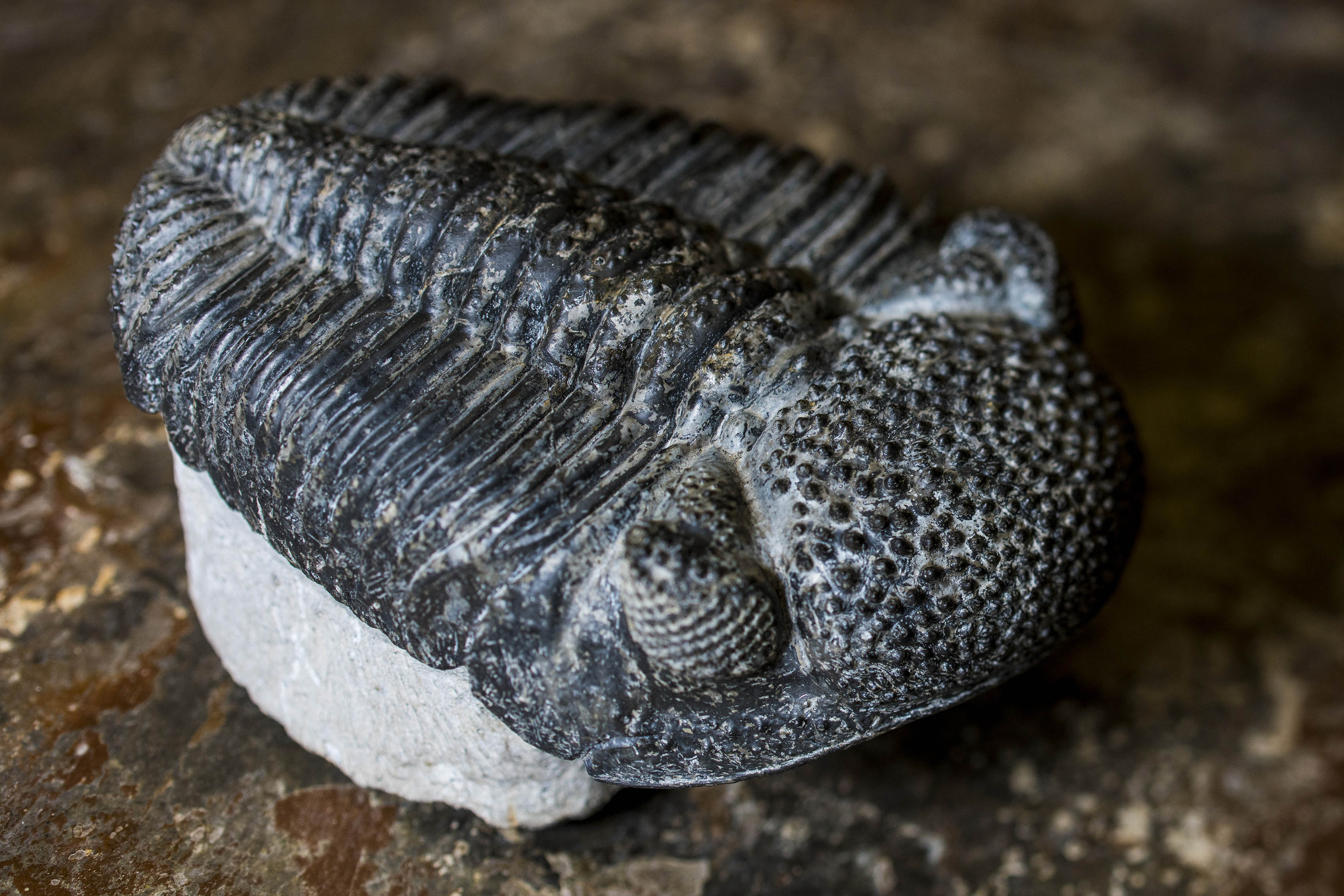 A black ridged trilobite fossil with a raised center spine and rounded head with several small raised rounded nodules.