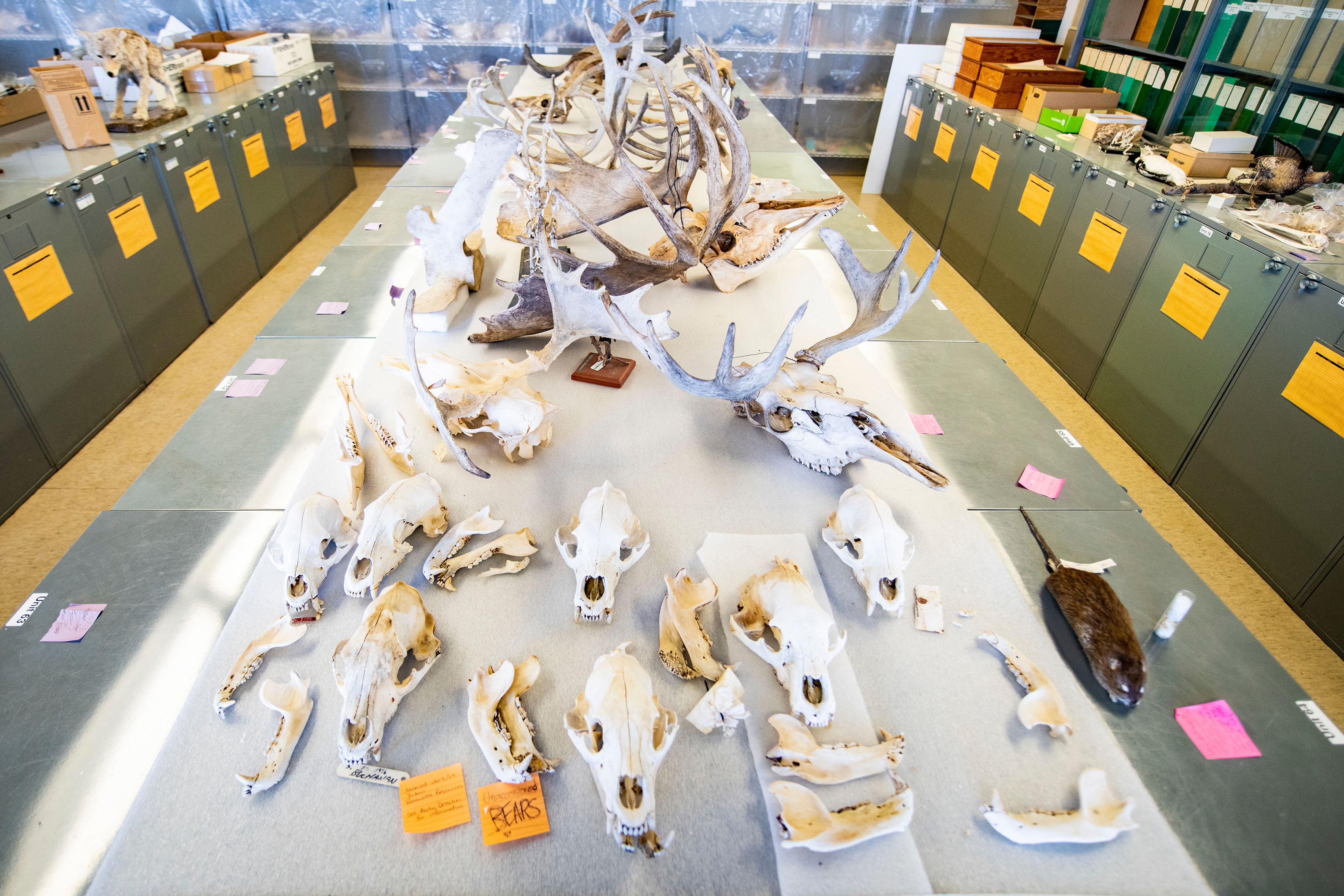 An assortment of different mammal species skulls laid out on a long table.