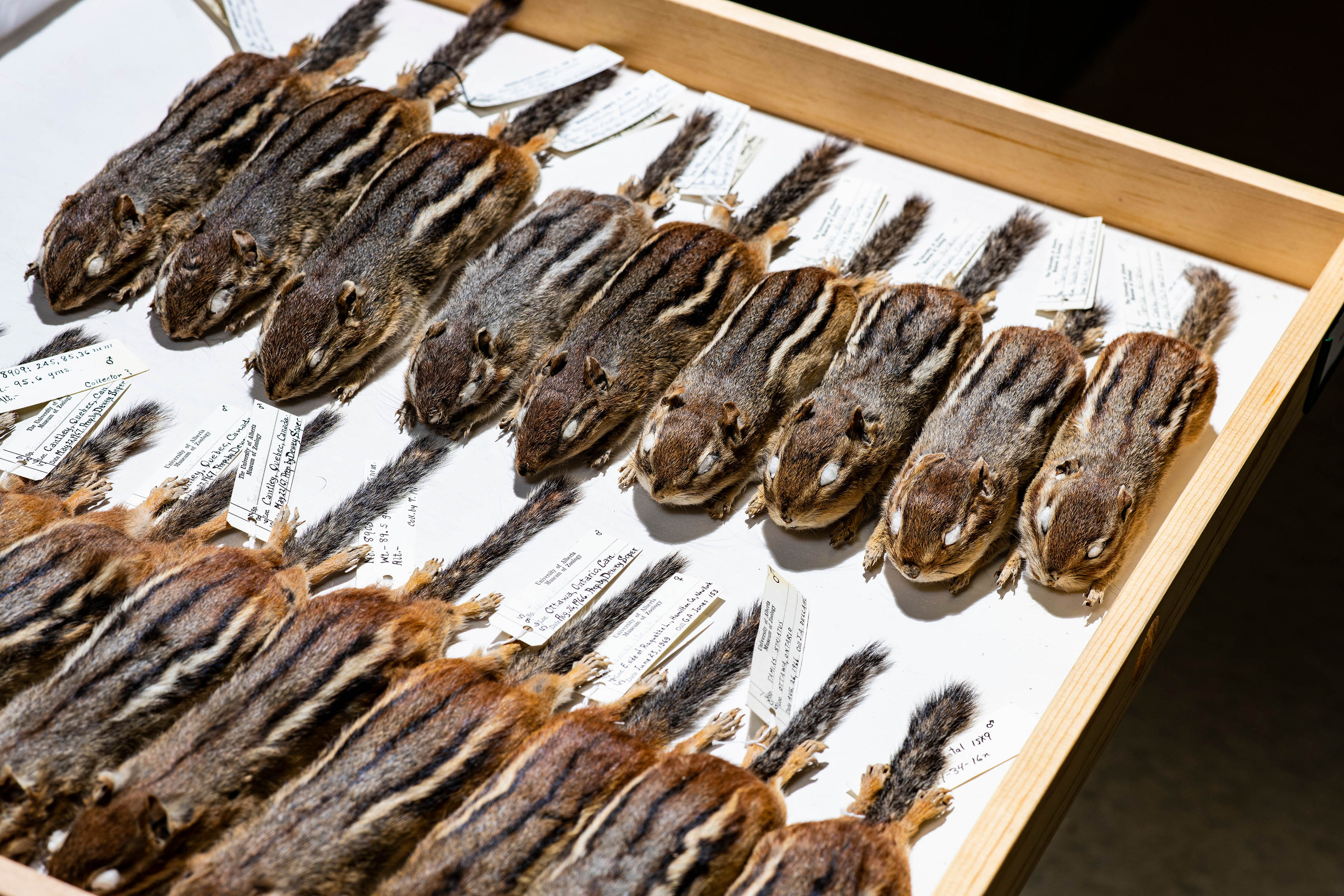 A collection of preserved chipmunks, neatly laid next to one another in two rows on a shallow tray.