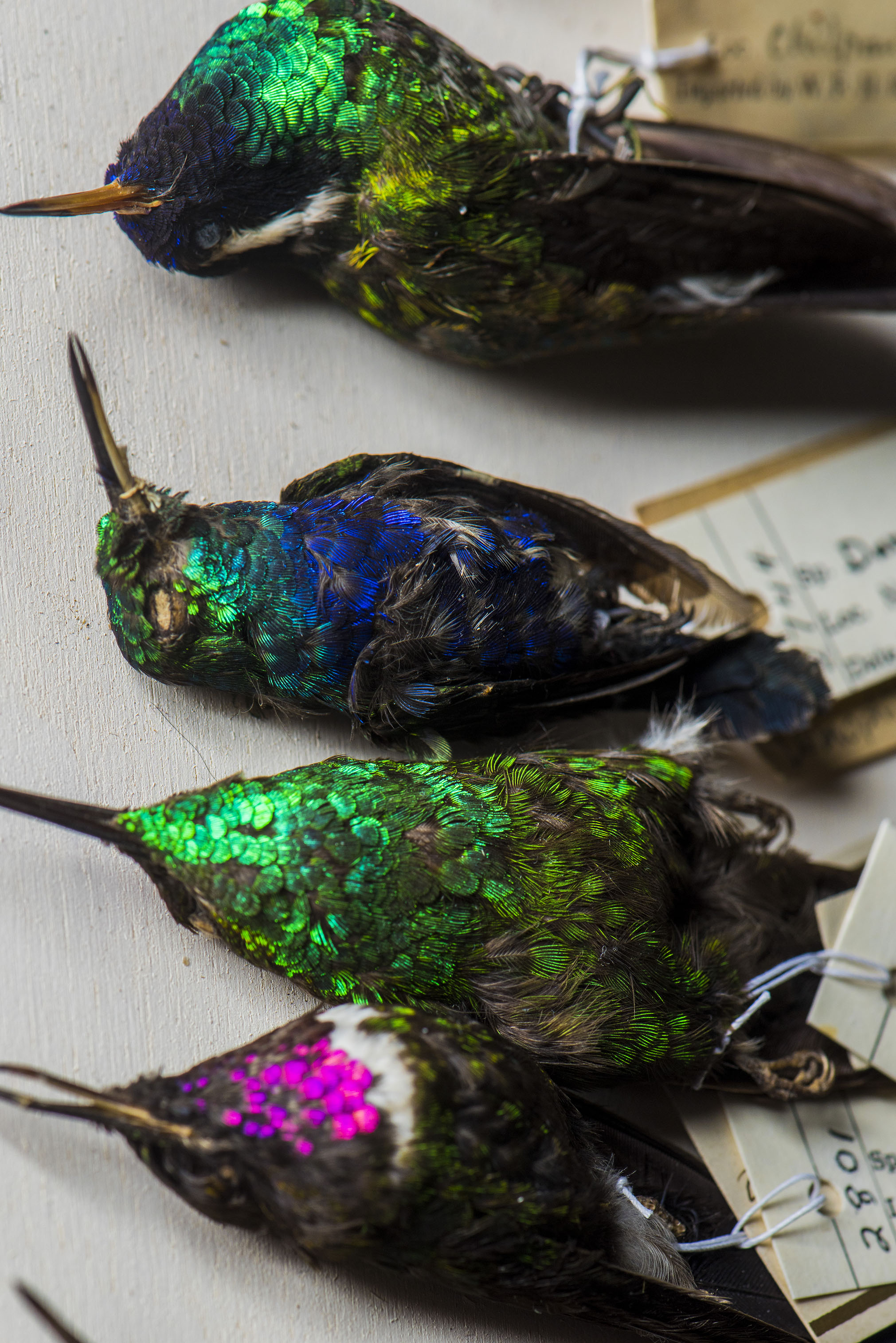 Four small, colourful, iridescent bird specimens with long beaks laid next to one another, with record cards attached to their legs.