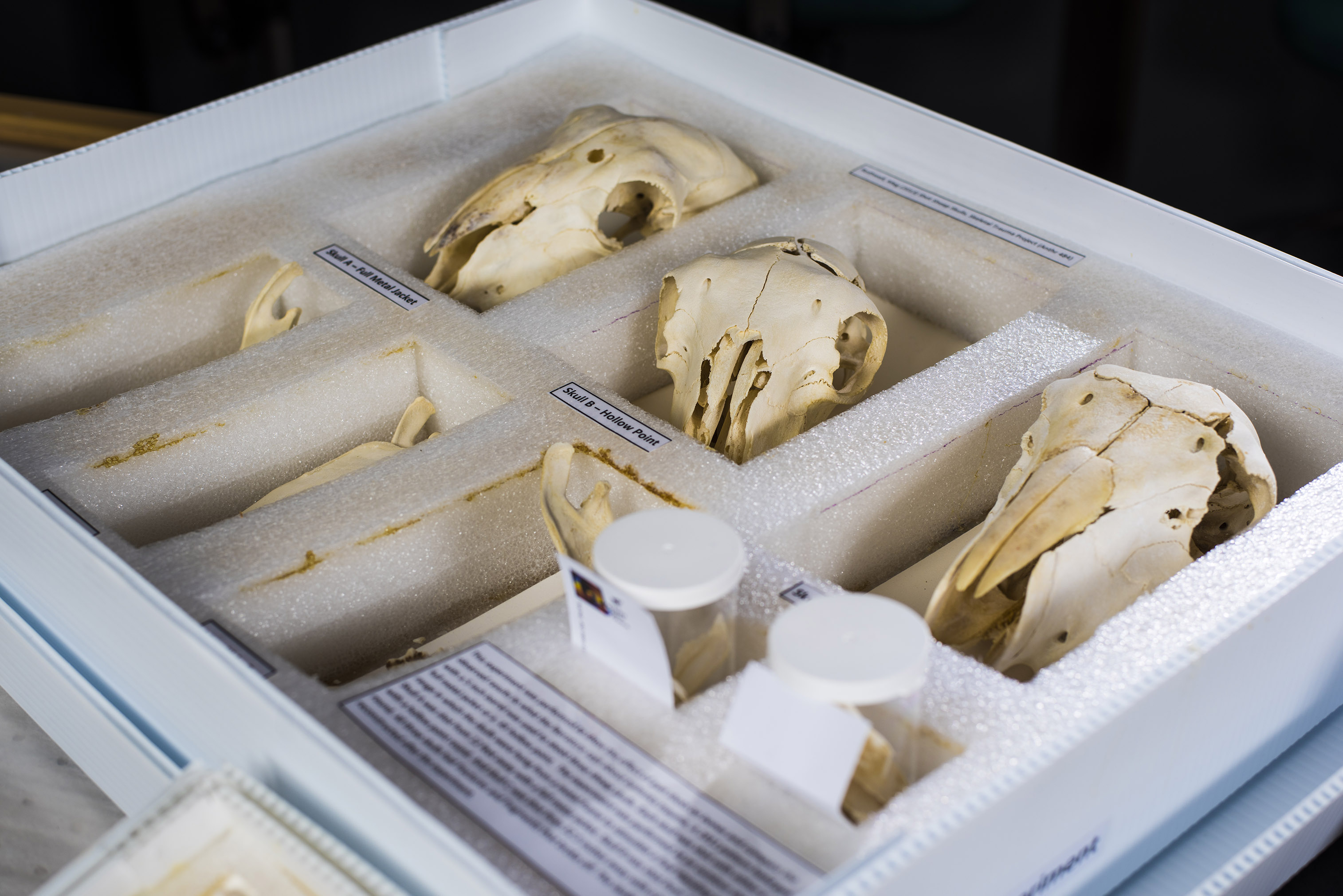 Three small animal skulls and smaller bones are individually separated by pieces of foam in a box.