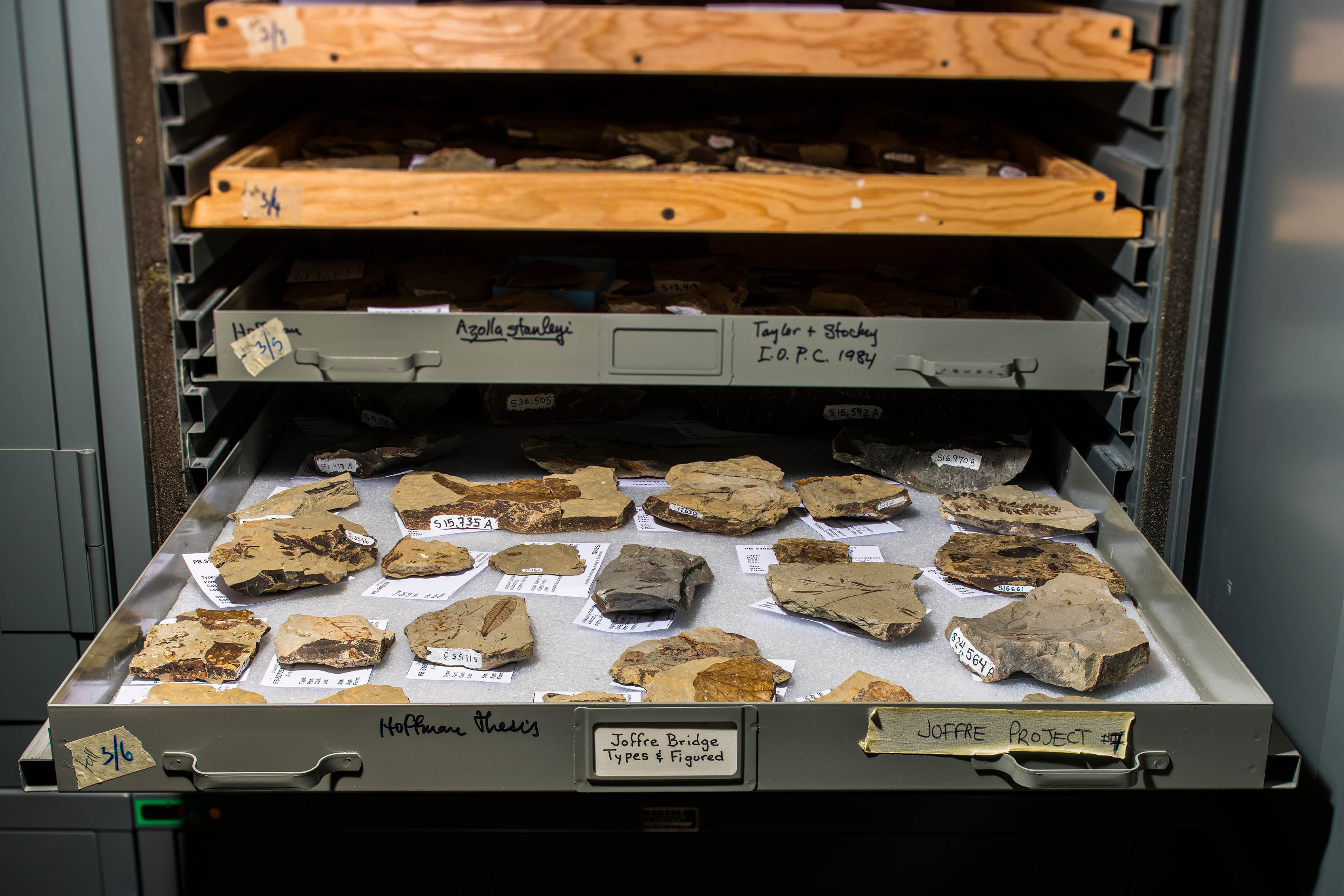 Plant fossils stored in a shallow drawer that extends from a metal shelving unit.