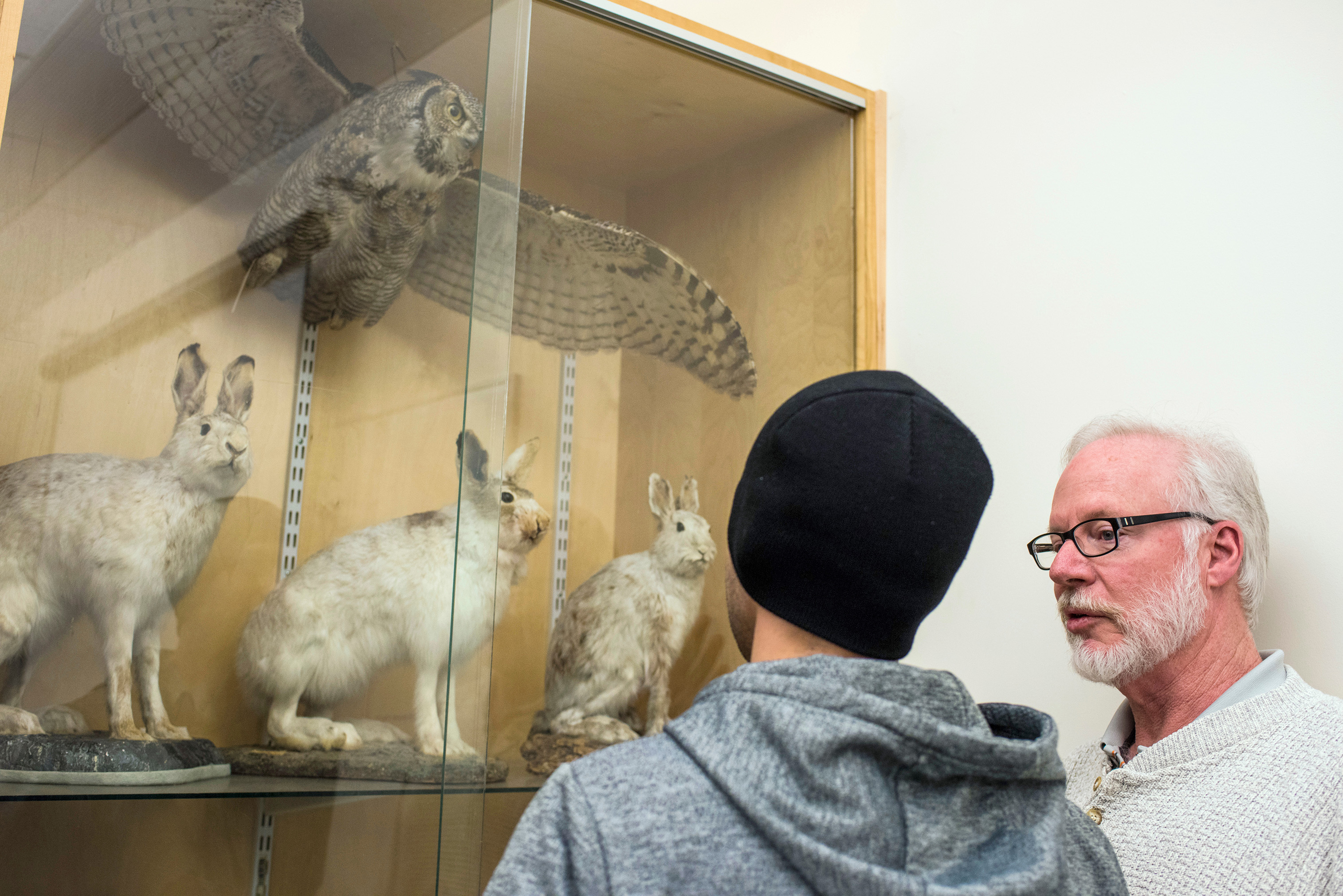 Curator John Acorn converses with a student, in front of a glass display of three rabbits and a flying owl