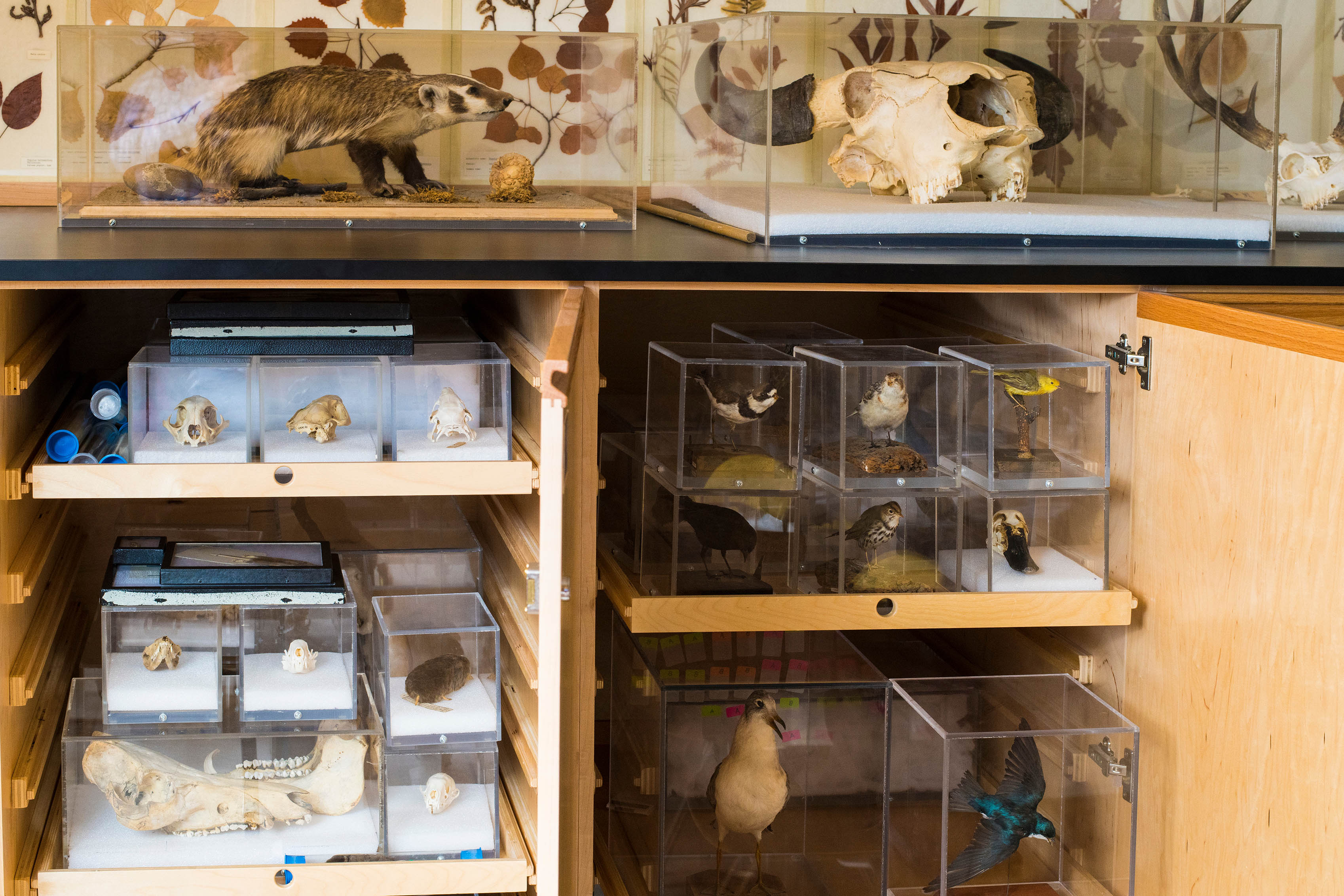 Several animal and bone specimens stored in neatly stacked clear plastic boxes stored wooden cabinets. 