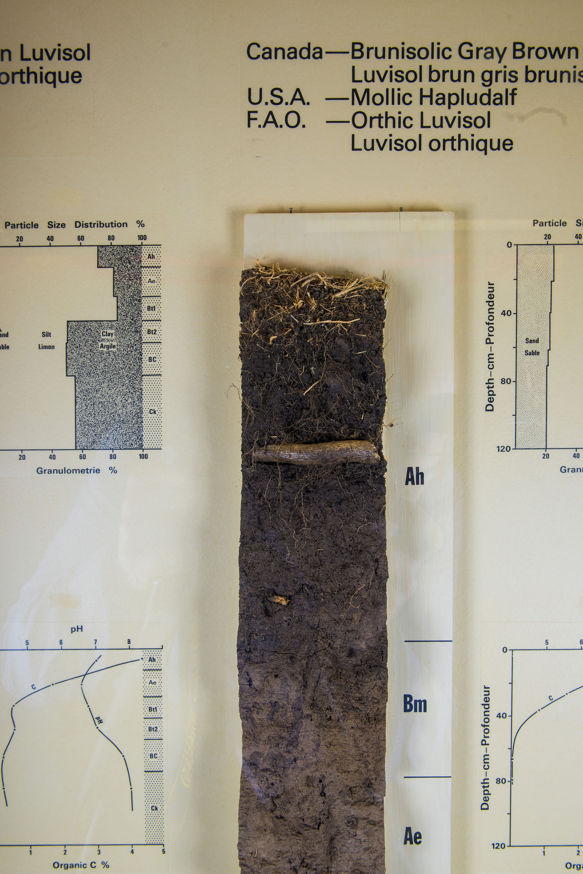 Vertical soil specimen monoliths depicting a gradient of colour and texture changes