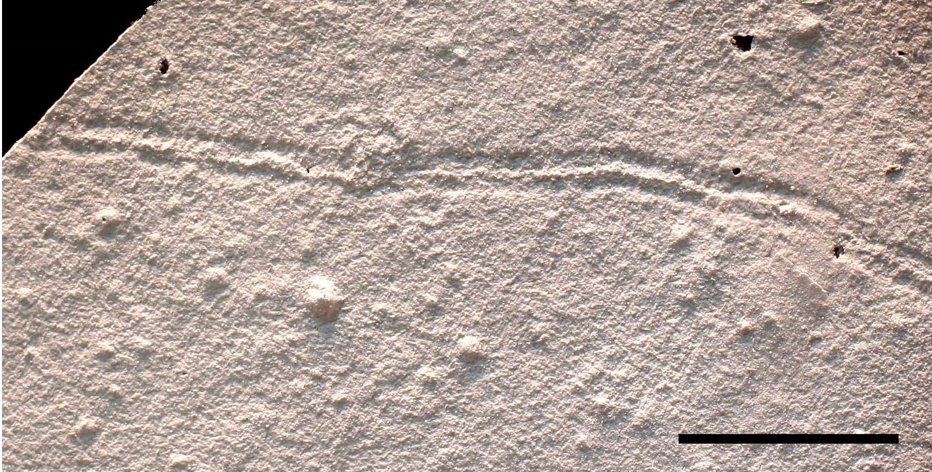 A rock-like white trace fossil with two faintly indented horizontal trails.