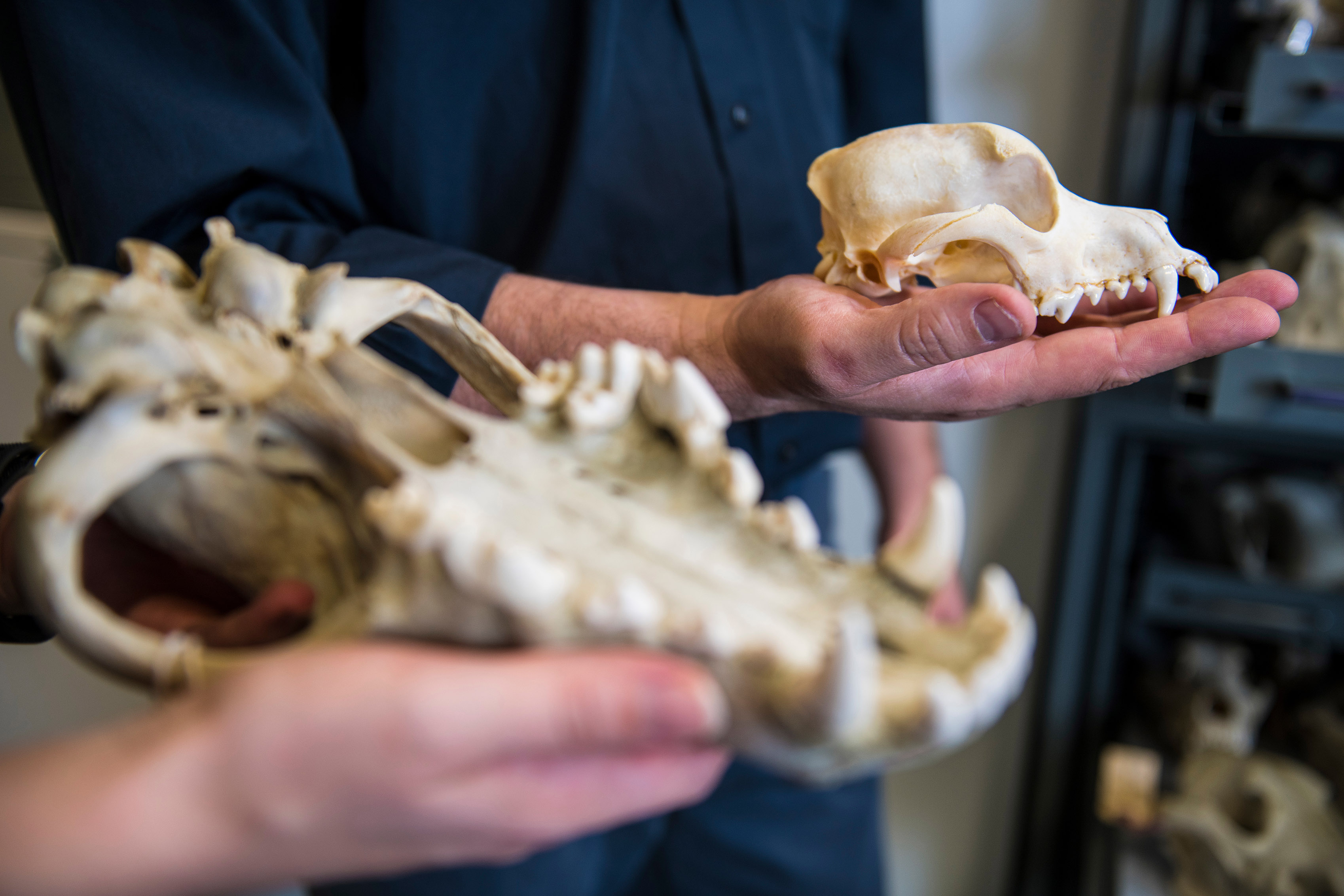 Two individuals hold small animal skulls in their hands.
