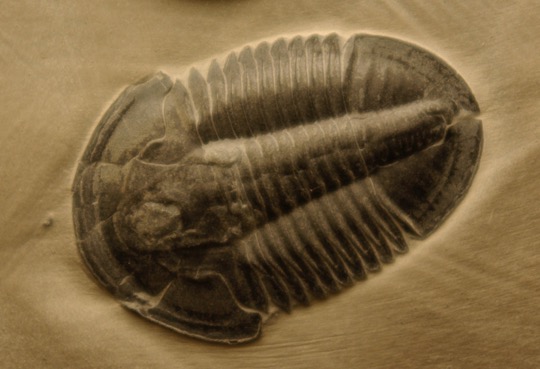 The imprint of a dark trilobite fossil on a sandy background.