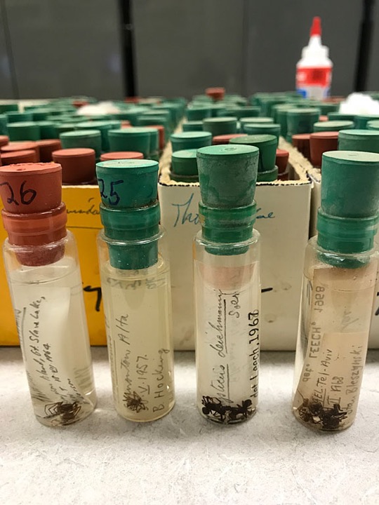 Close up of four vials containing insect specimens