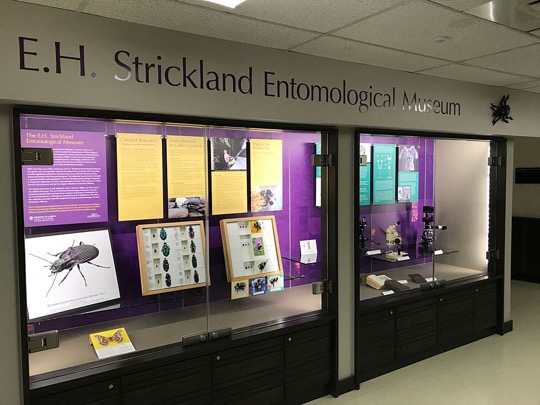 Angled view of the E.H. Strickland Entomological Museum display in the BioSci hallway.