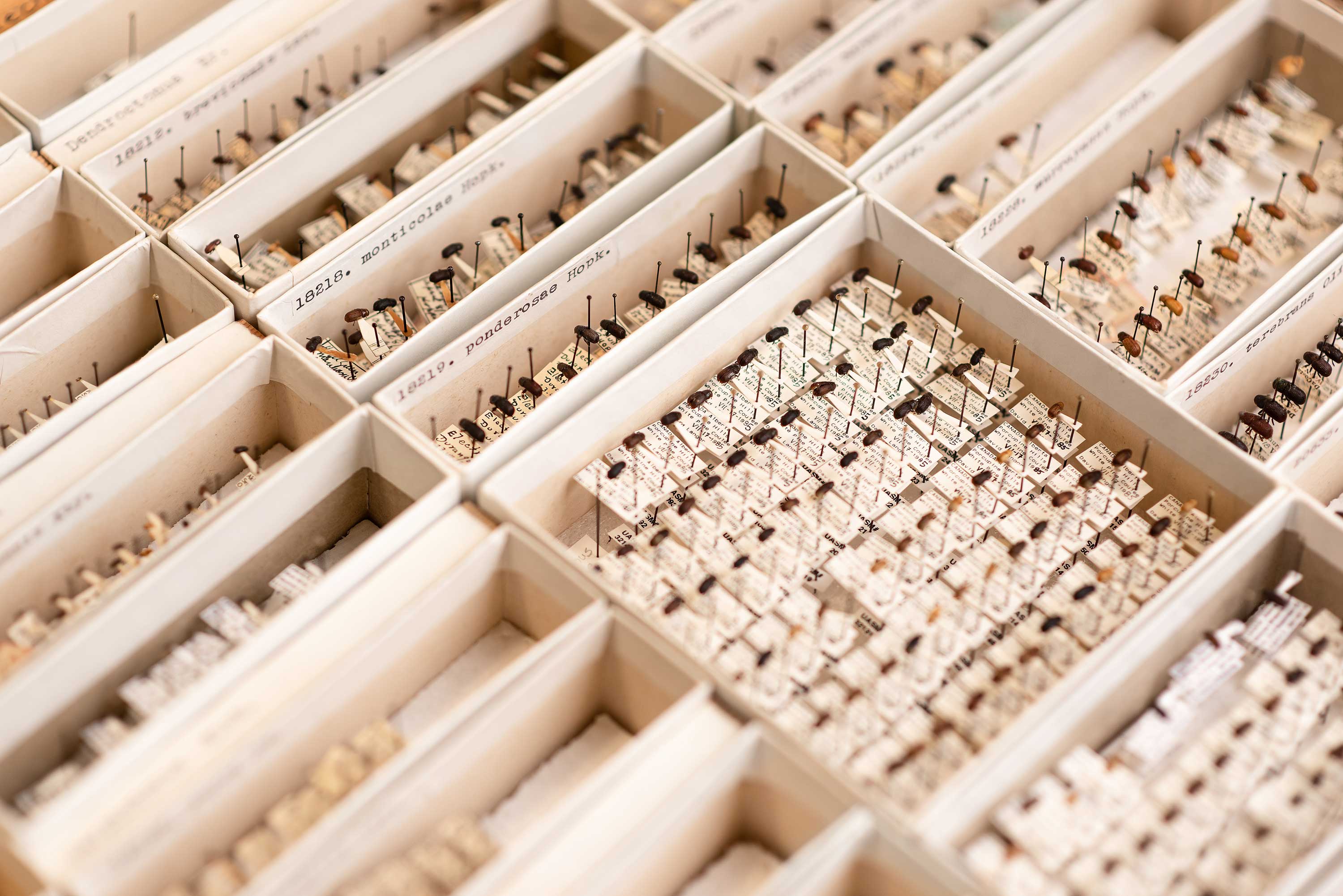 Beetle specimens displayed on pins inside white boxes with labels. 