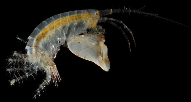 A small shrimp-like crustacean in profile, within black water.