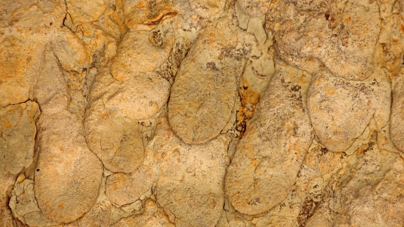 A orange fossil with round shapes