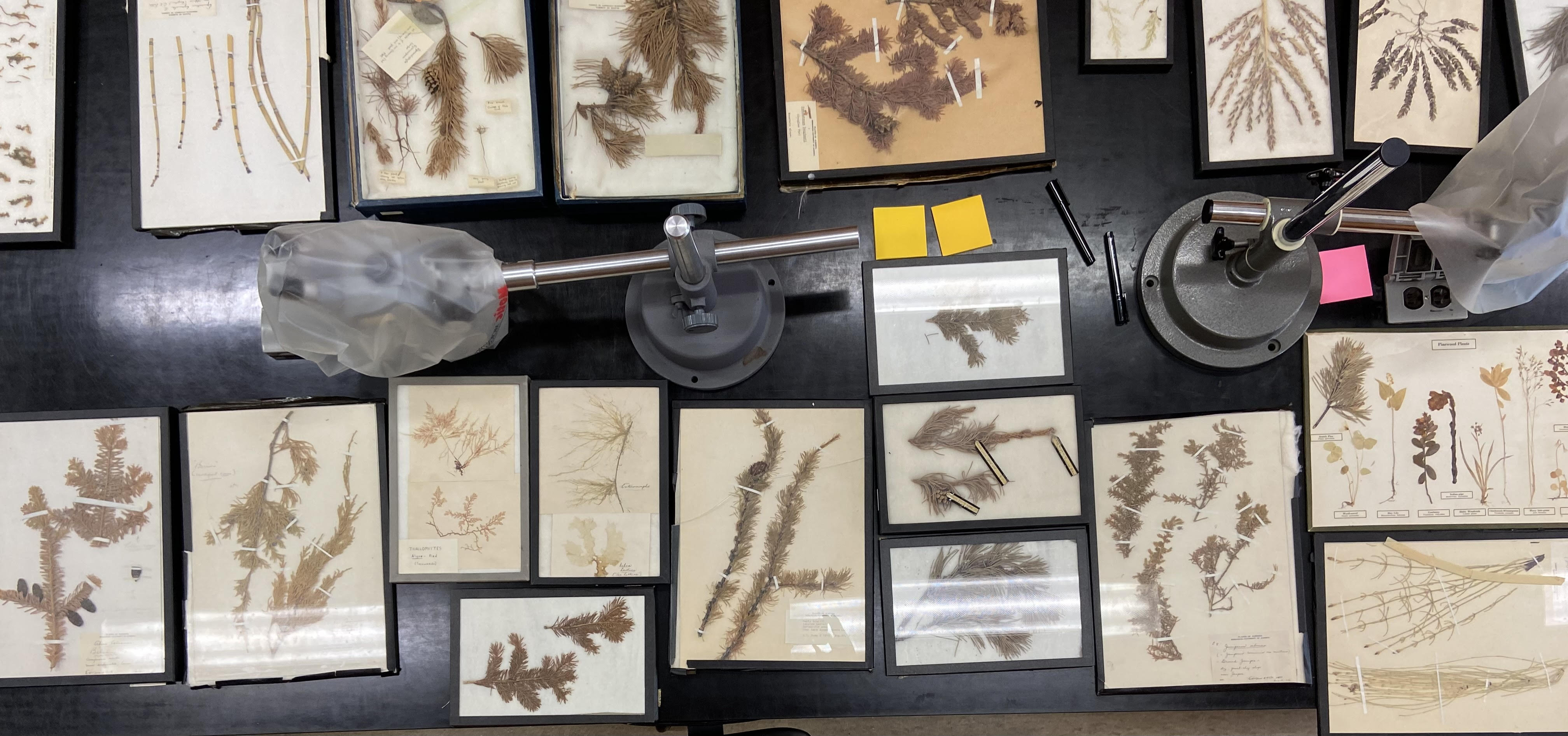 A overhead view of a black table, on which rests a variety of dried plant specimens on white paper set in rectangular frames.