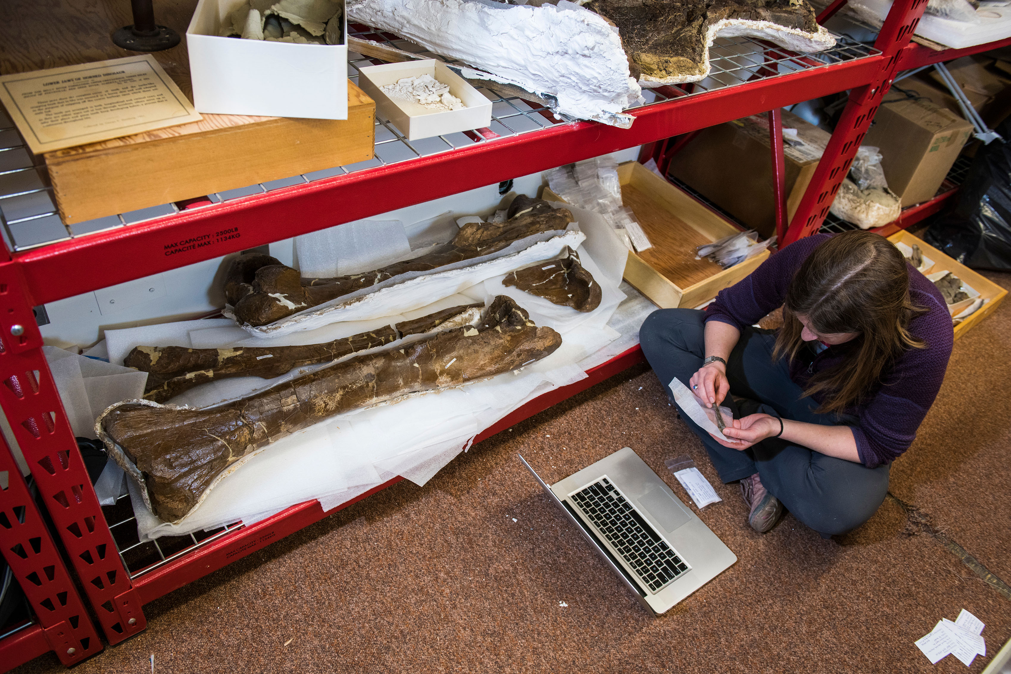 A volunteer sits on the floor of the Dino Lab next to a large bone, while examining a specimen.
