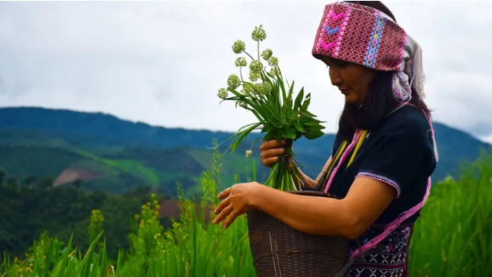 women-in-thailand-rotational-farming.jpg