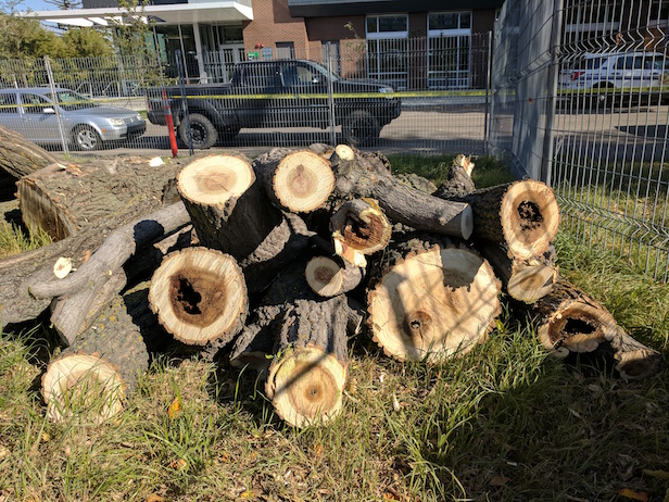 Pieces of the Garneau tree laying on the ground after removal