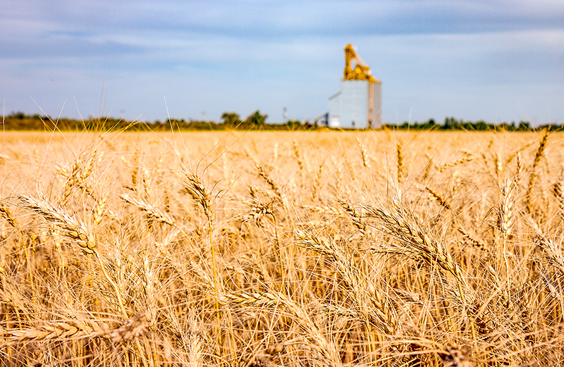 Photo of a field of golden wheat, grain elevator in the background