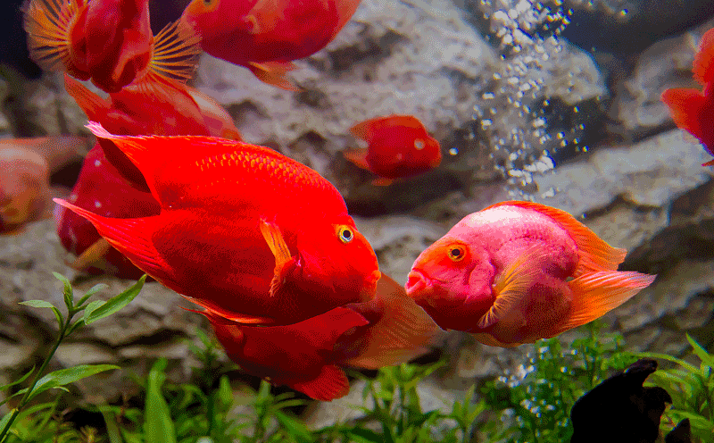The Love Lives of Fish and Humans