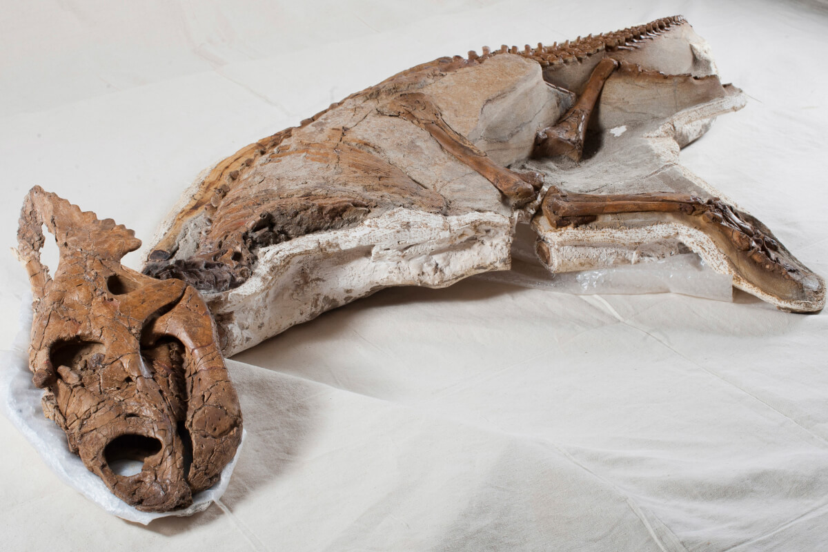 A baby Chasmosaurus belli skeleton