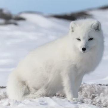 white arctic fox sitting in the snow