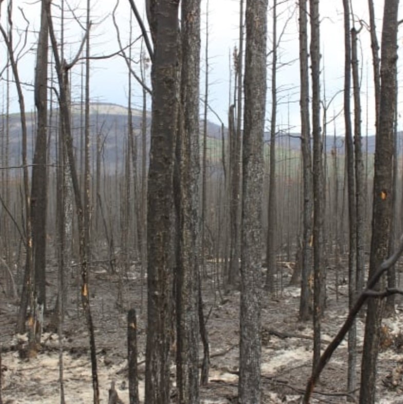 photo of burnt  trees