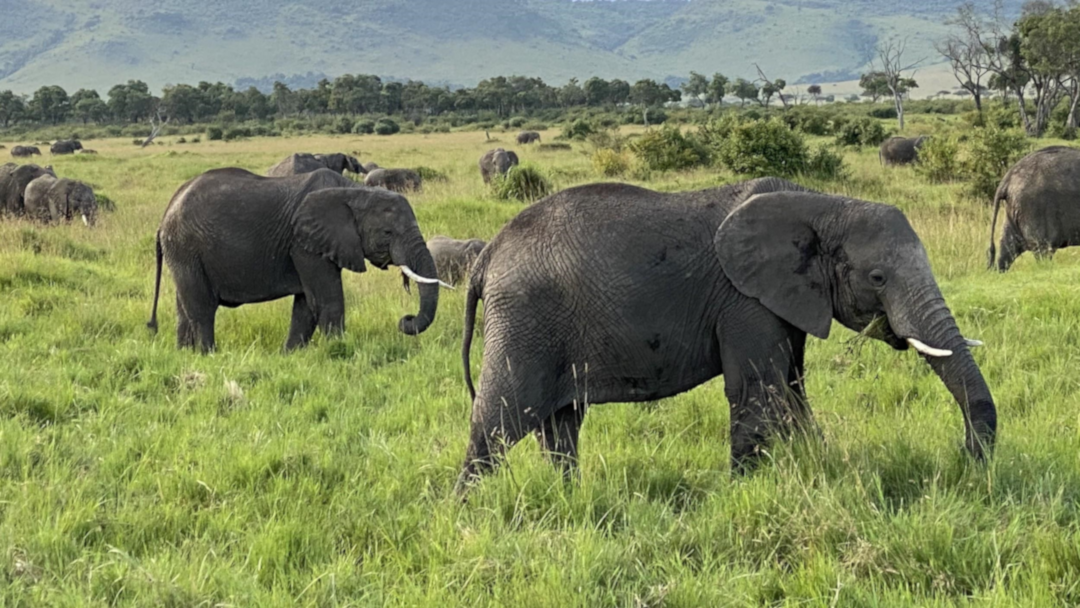 Elephants in Safari