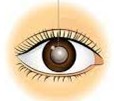cataract-comprehensive.jpg
