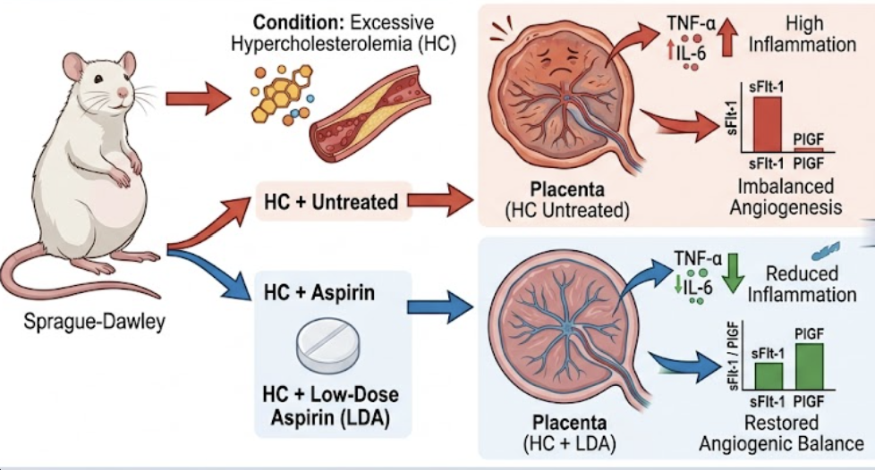 Graphical Abstract