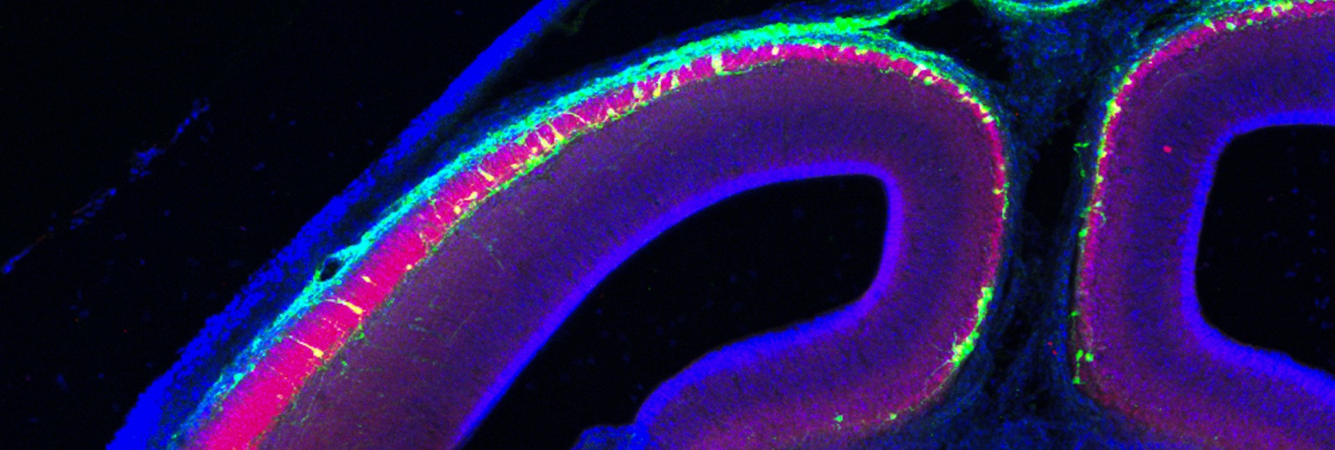 Mouse Confocal Image