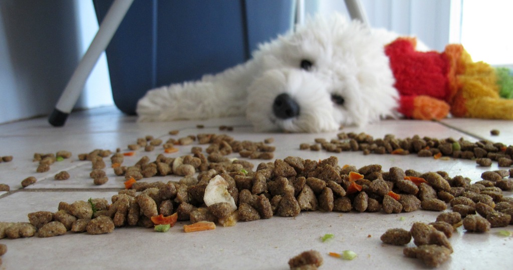 A dog with dry pet food