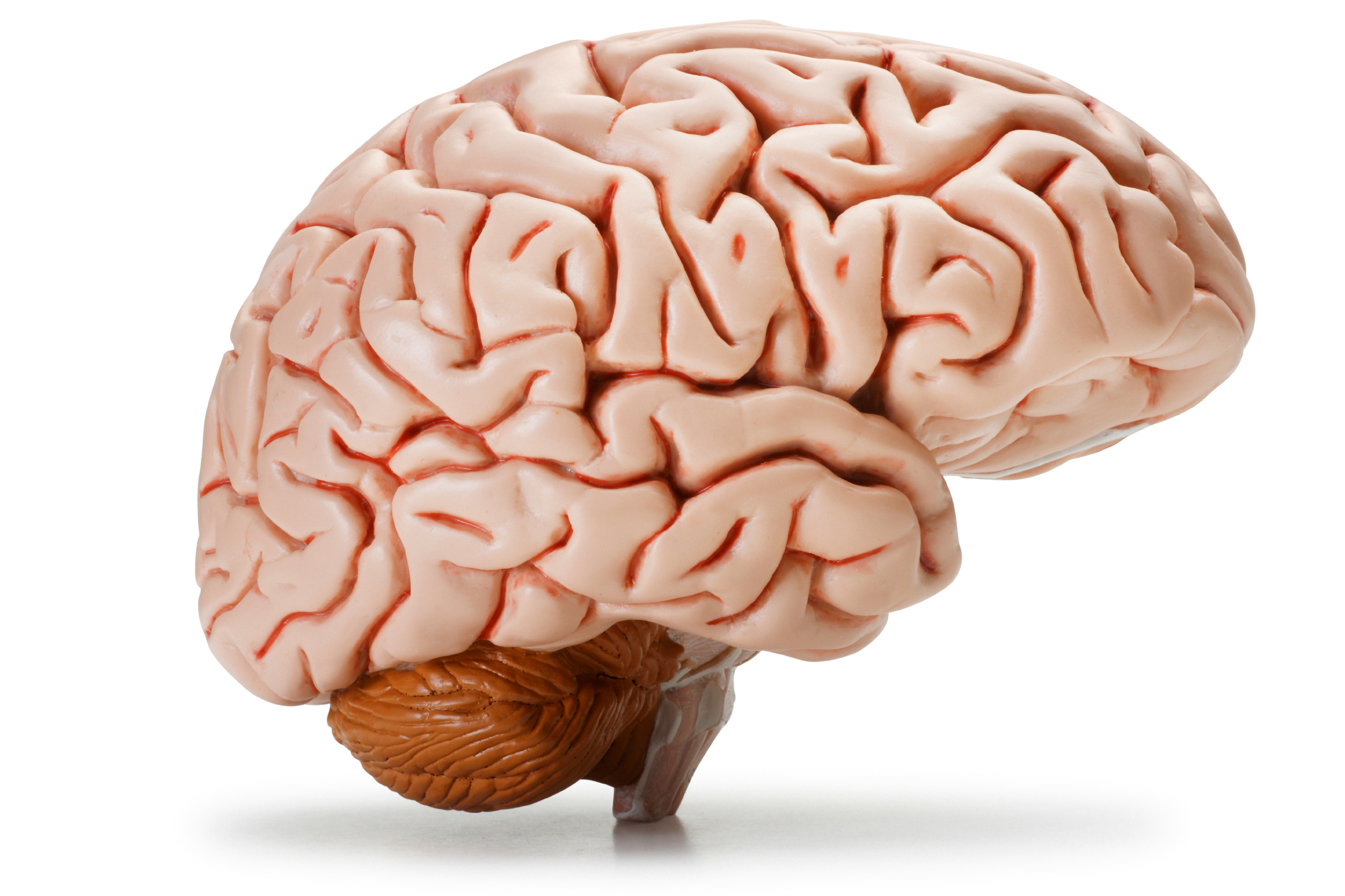 Al brain. Изображение мозга человека.