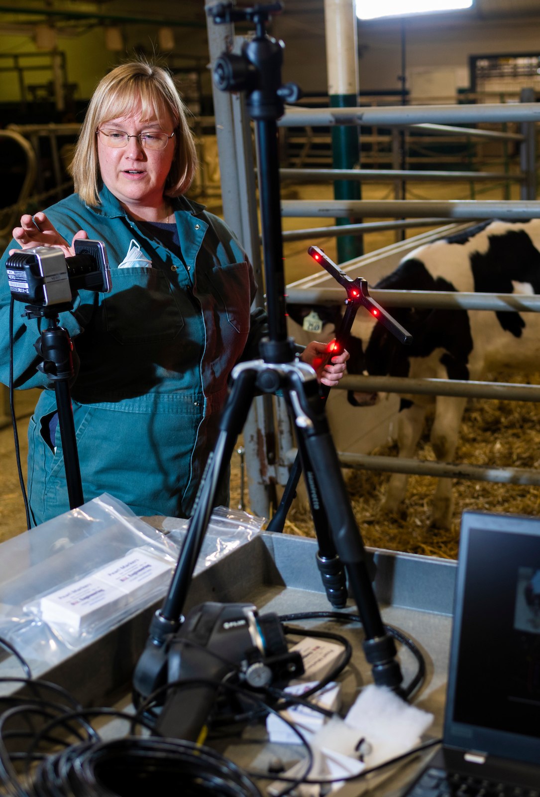 Researcher Clover Bench works at computer in a barn with cows